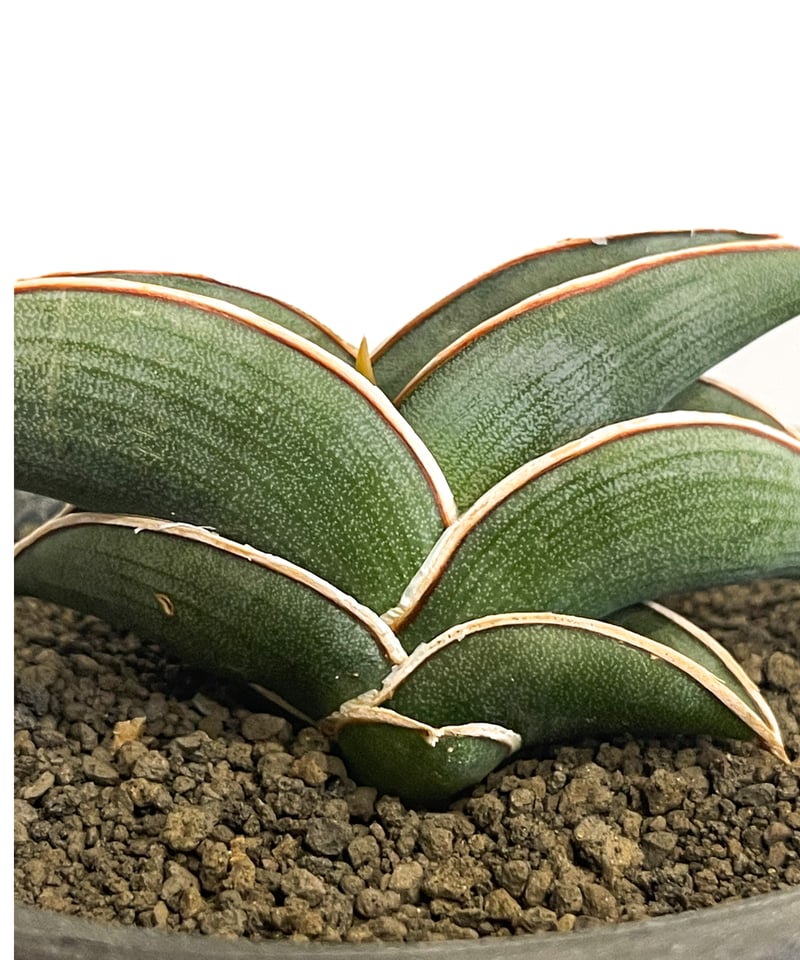 ま*か様 サンスベリア Sansevieria banana & rorida ま*か様 サンスベリア Sansevieria banana & rorida Buy Sell High