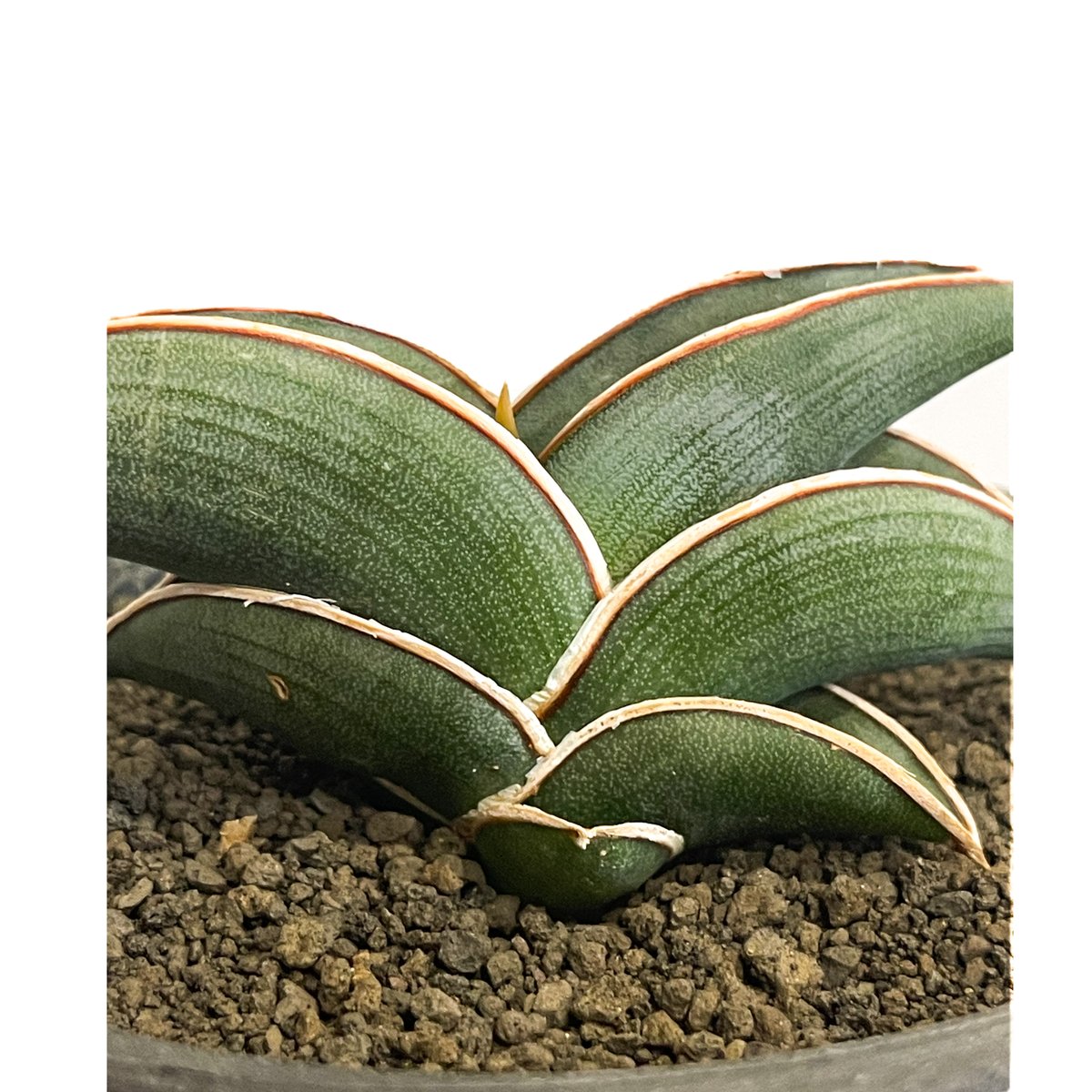 ＊Sansevieria Rorida＊サンスベリアロリダ＊斑入り＊ サンセベリア ロリダ 斑入り「Sansevieria rorida var.」93D-4 |