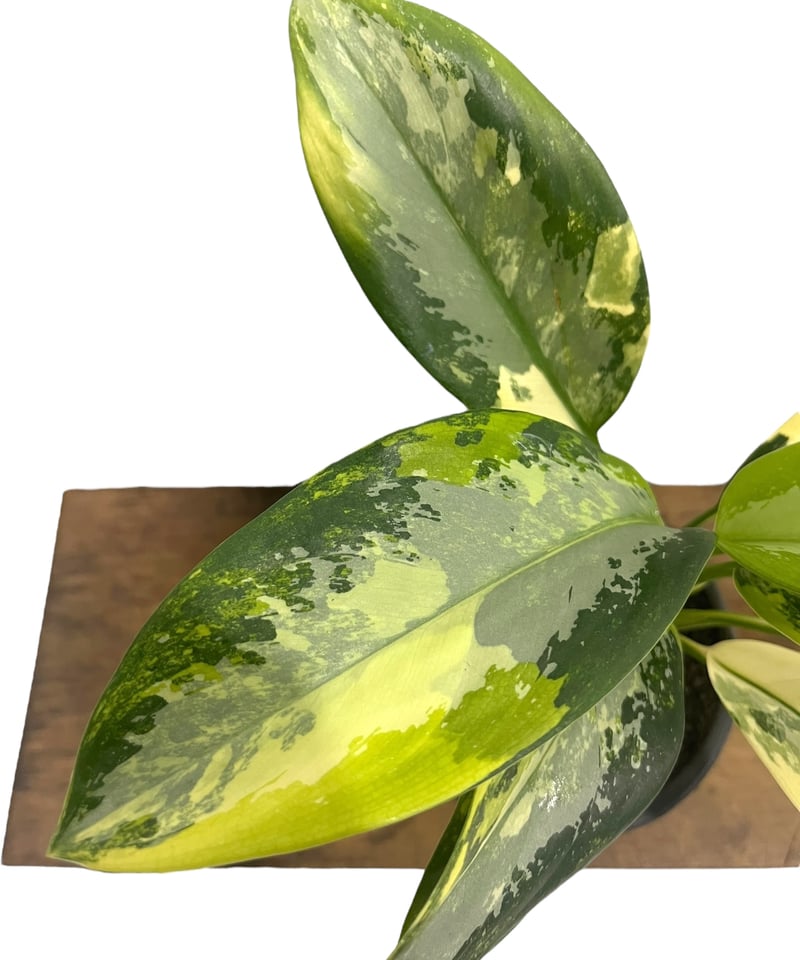 アグラオネマ　ゾニラ　1株 アグラオネマ スワンナプーム「Aglaonema Suvarnabhumi」66R