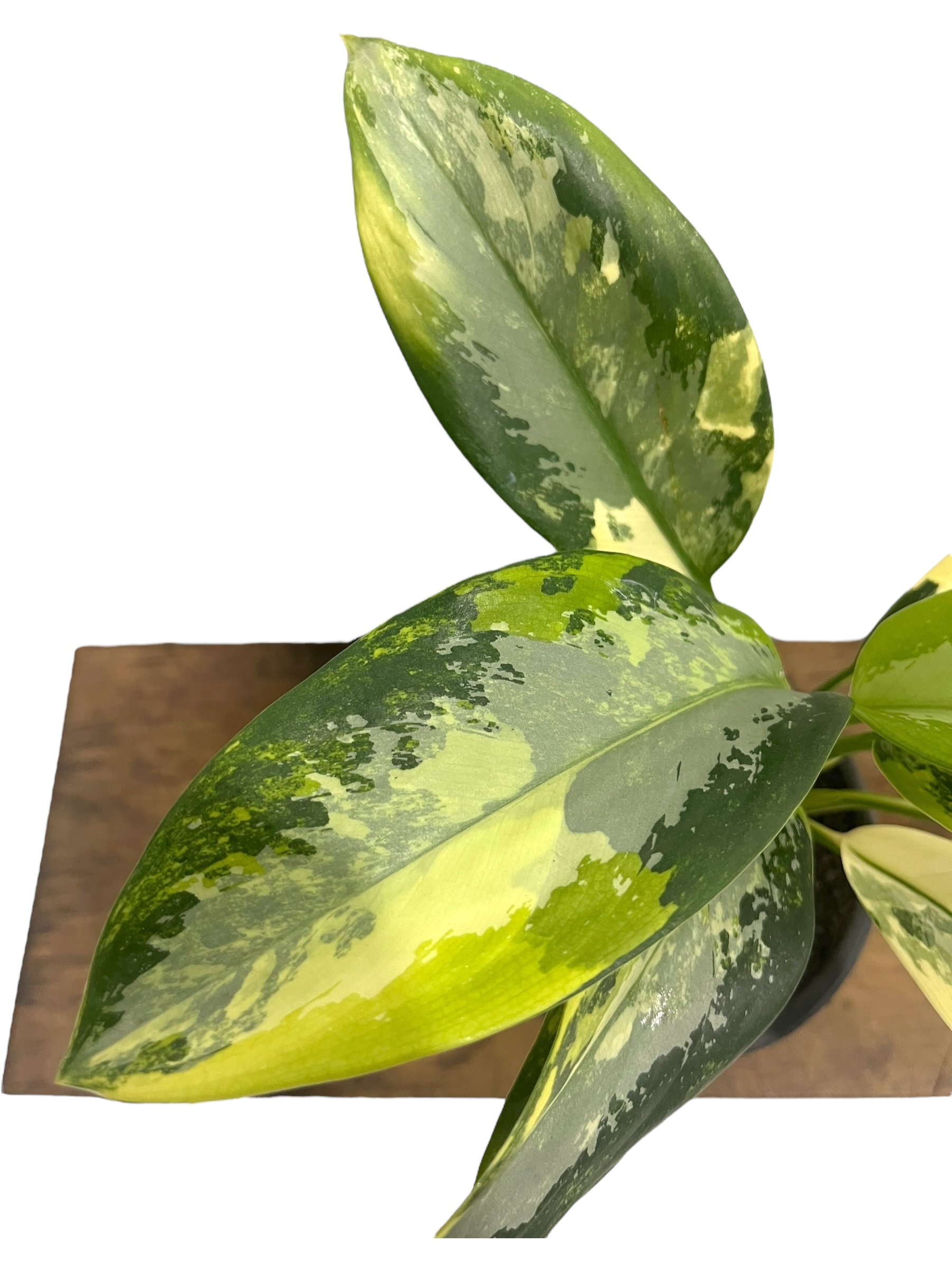 Aglaonema Suvarnabhumi」（アグラオネマ・スワンナプーム） アグラオネマ スワンナプーム「Aglaonema Suvarnabhumi」66R | SHO