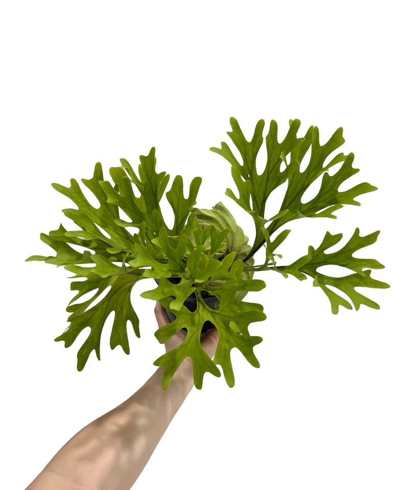 ビカクシダ リドレイ(by ヌクル) 「Platycerium ridleyi (by Nuk