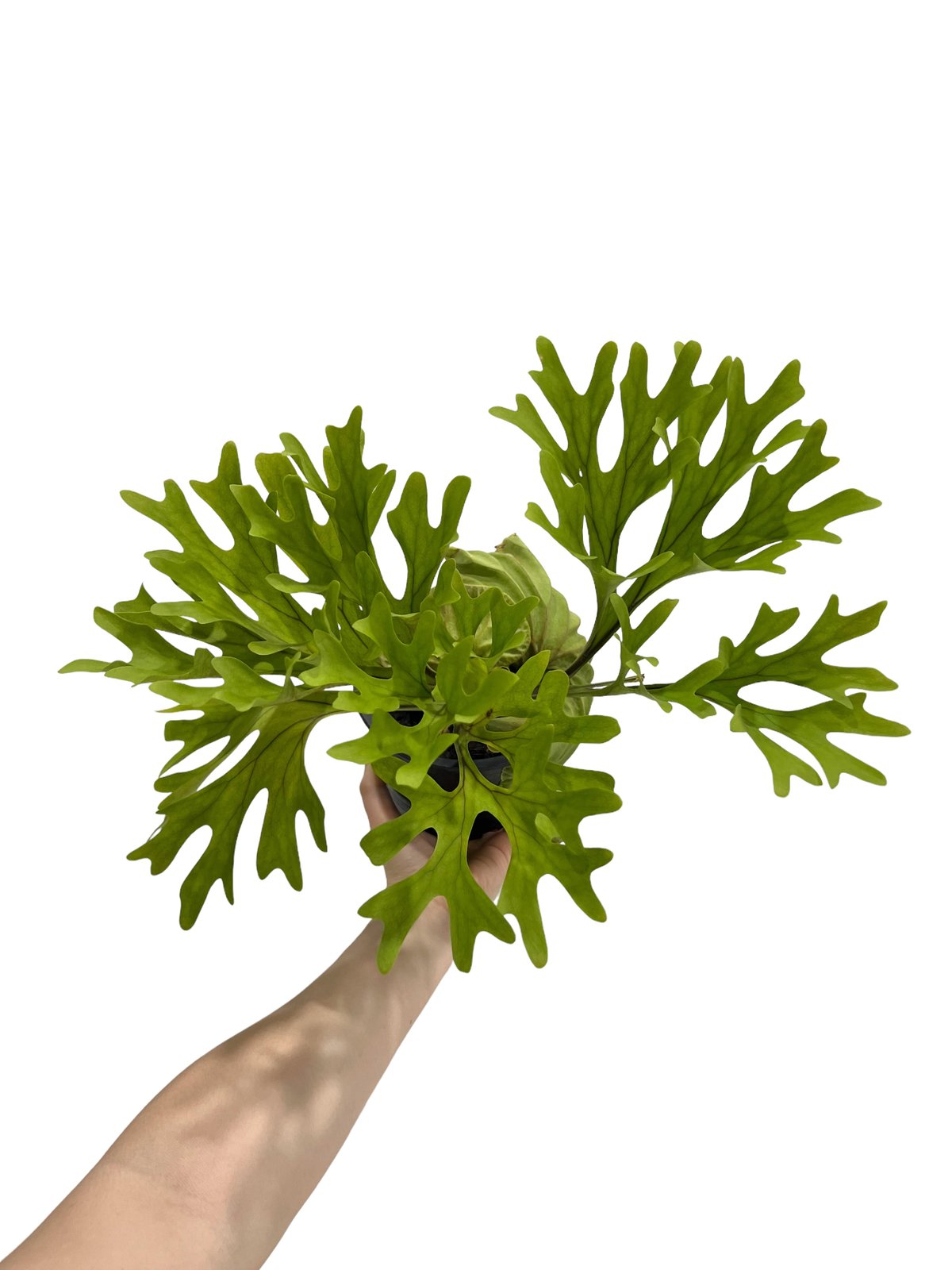 ビカクシダ リドレイ(by ヌクル) 「Platycerium ridleyi (by Nuk