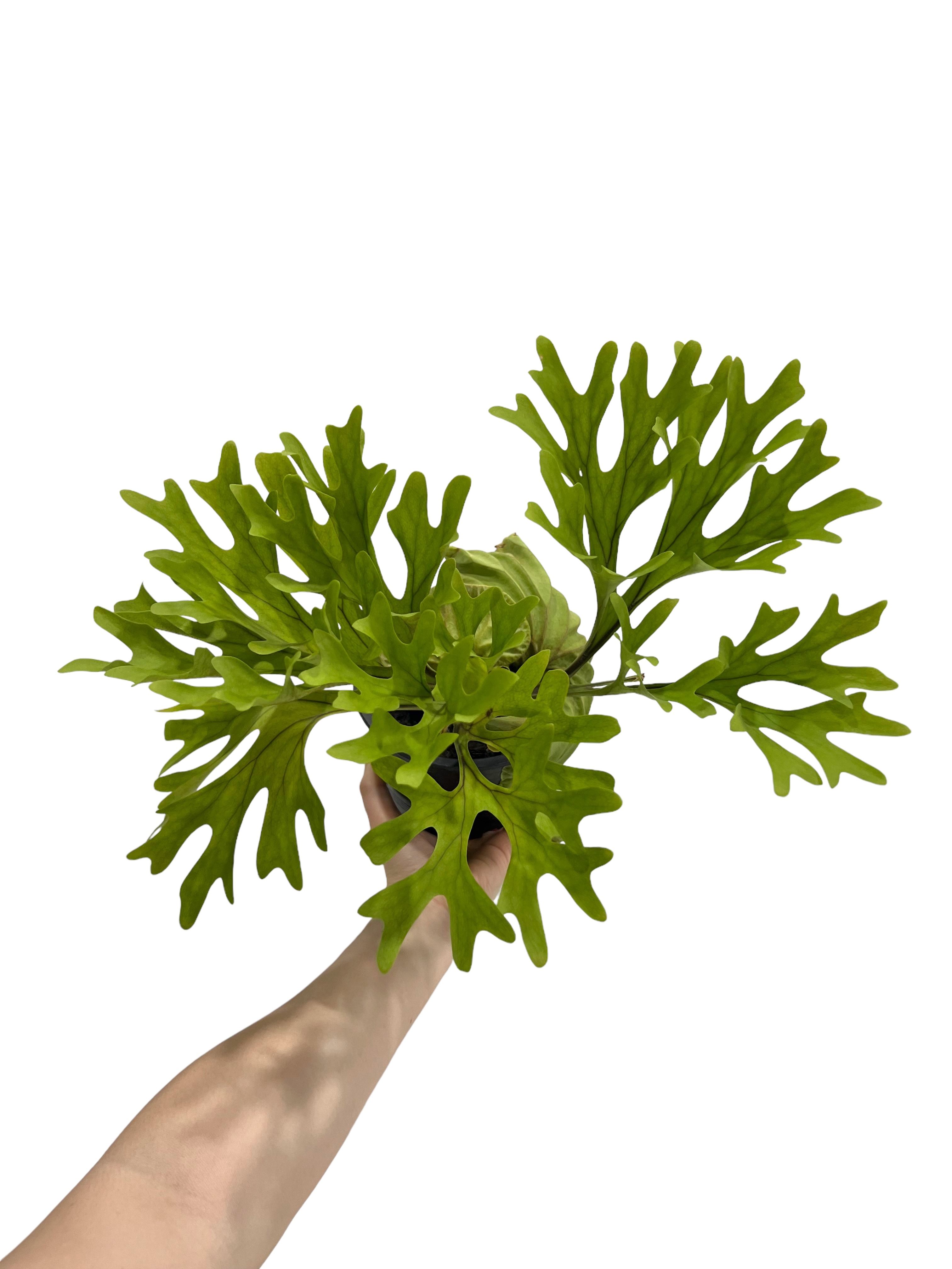 ビカクシダ リドレイ(by ヌクル) 「Platycerium ridleyi (by Nuk