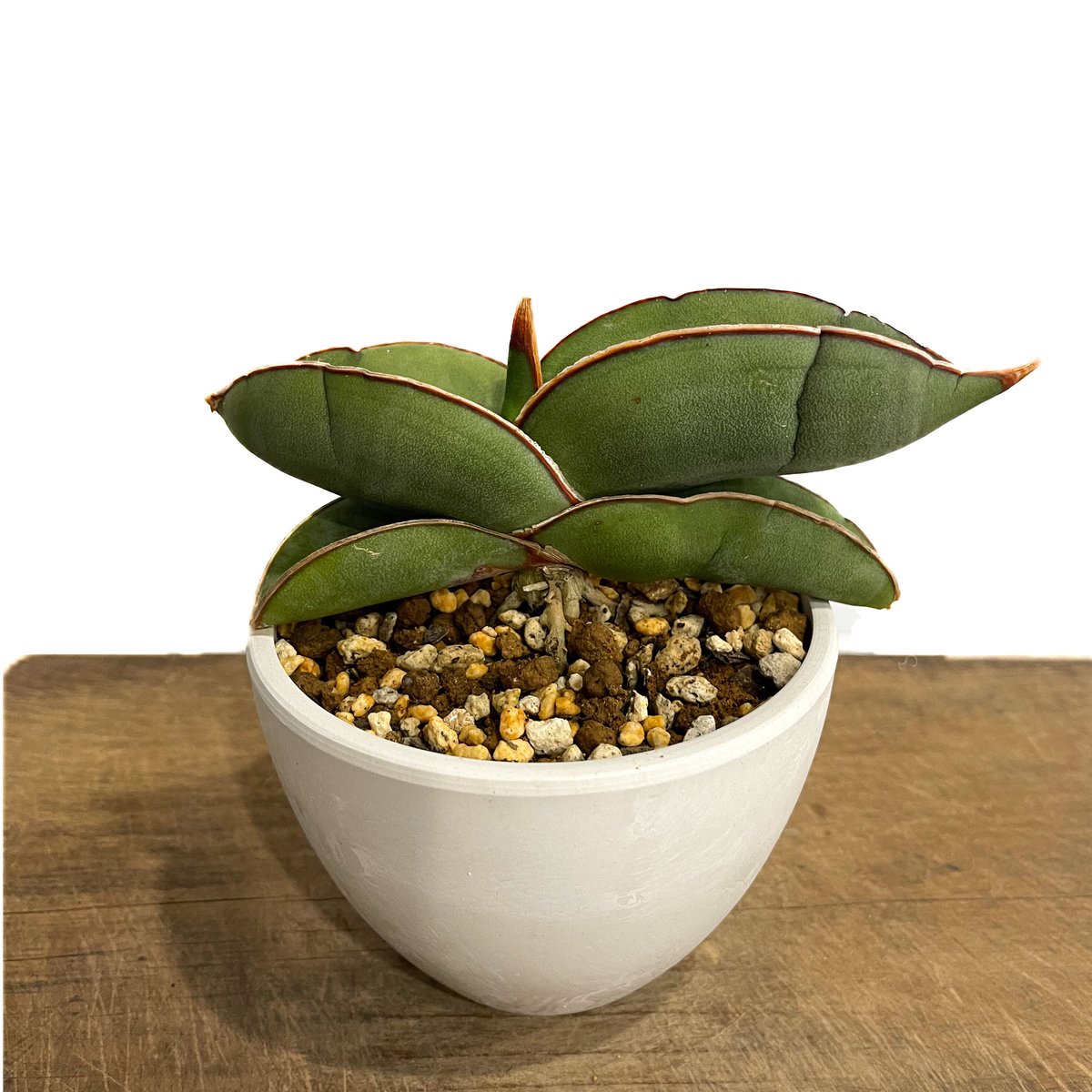 サンセベリア エーレンベルギー バナナ 「Sansevieria ehrenbergii Ba
