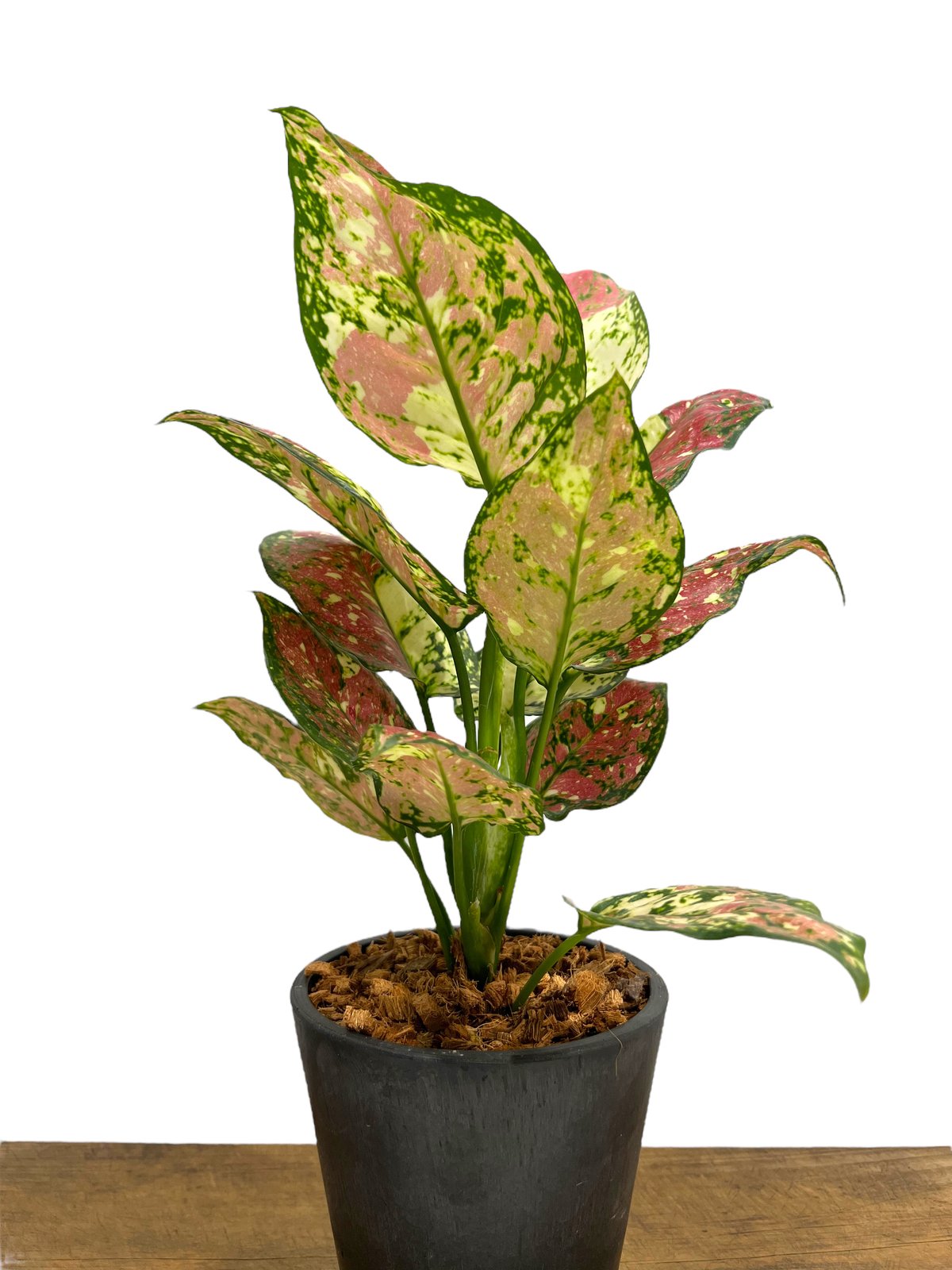 アグラオネマ アンヤマニー トリカラー「Aglaonema Unyamanee Tricolo