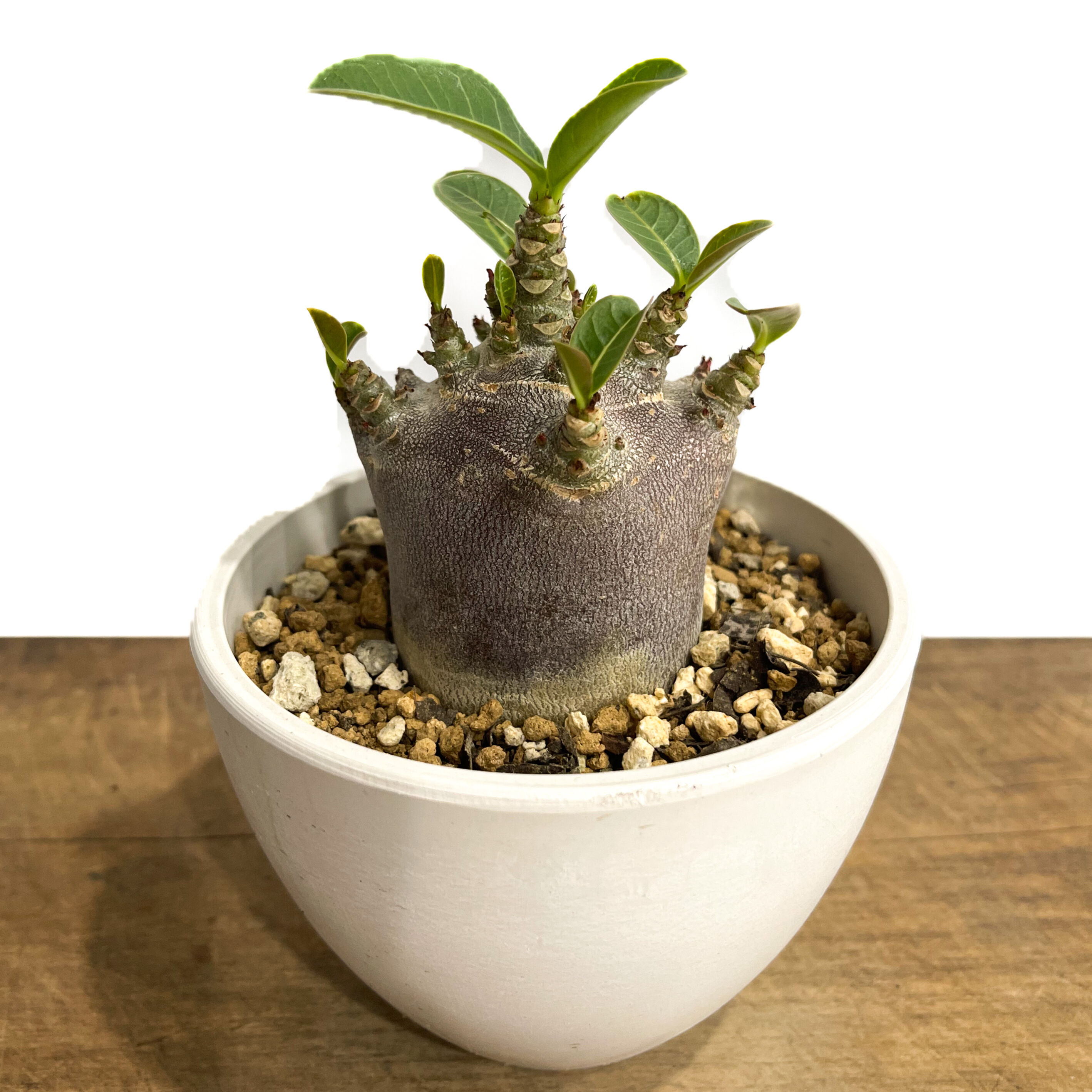 アデニウム アラビカム ドワーフ “ブラック”「adenium arabicum Dwarf