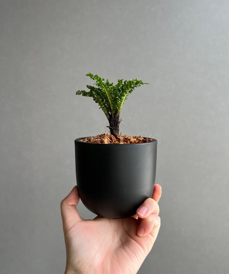 ブレクナム ギッバム ドワーフ 「Blechnum gibbum Dwarf 」28C | S