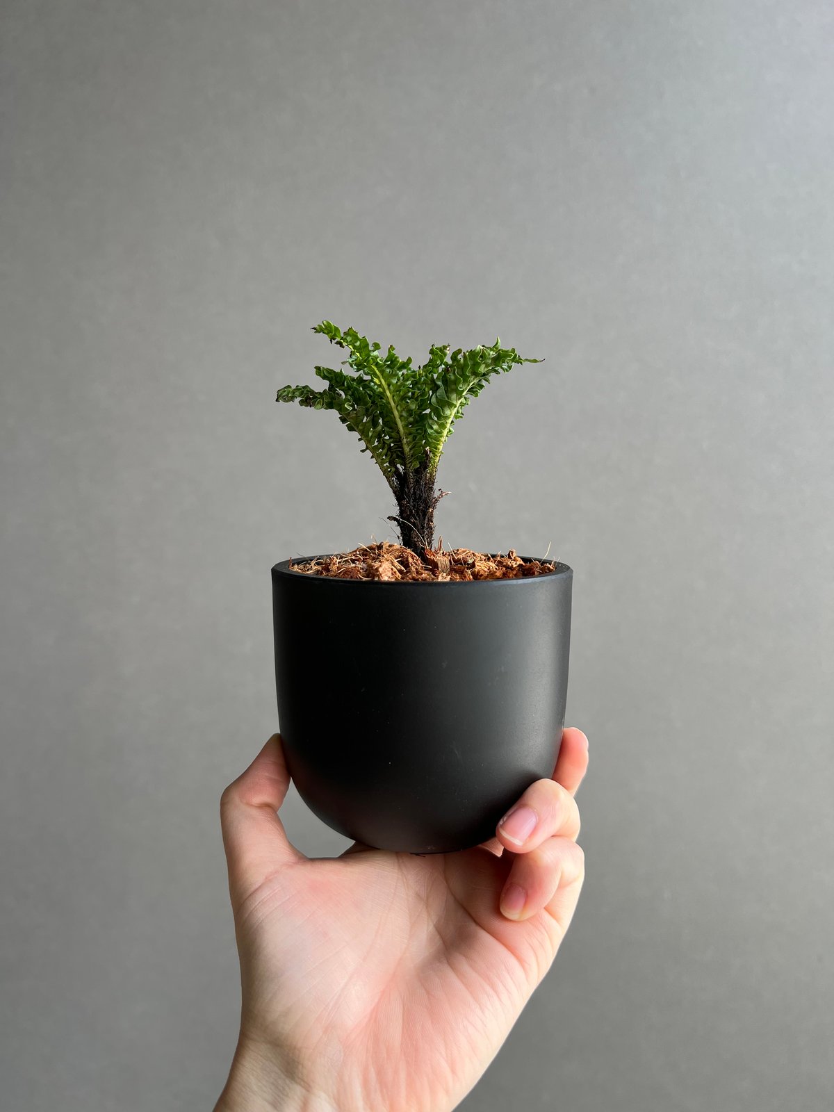 ブレクナム ギッバム ドワーフ 「Blechnum gibbum Dwarf 」28C | S