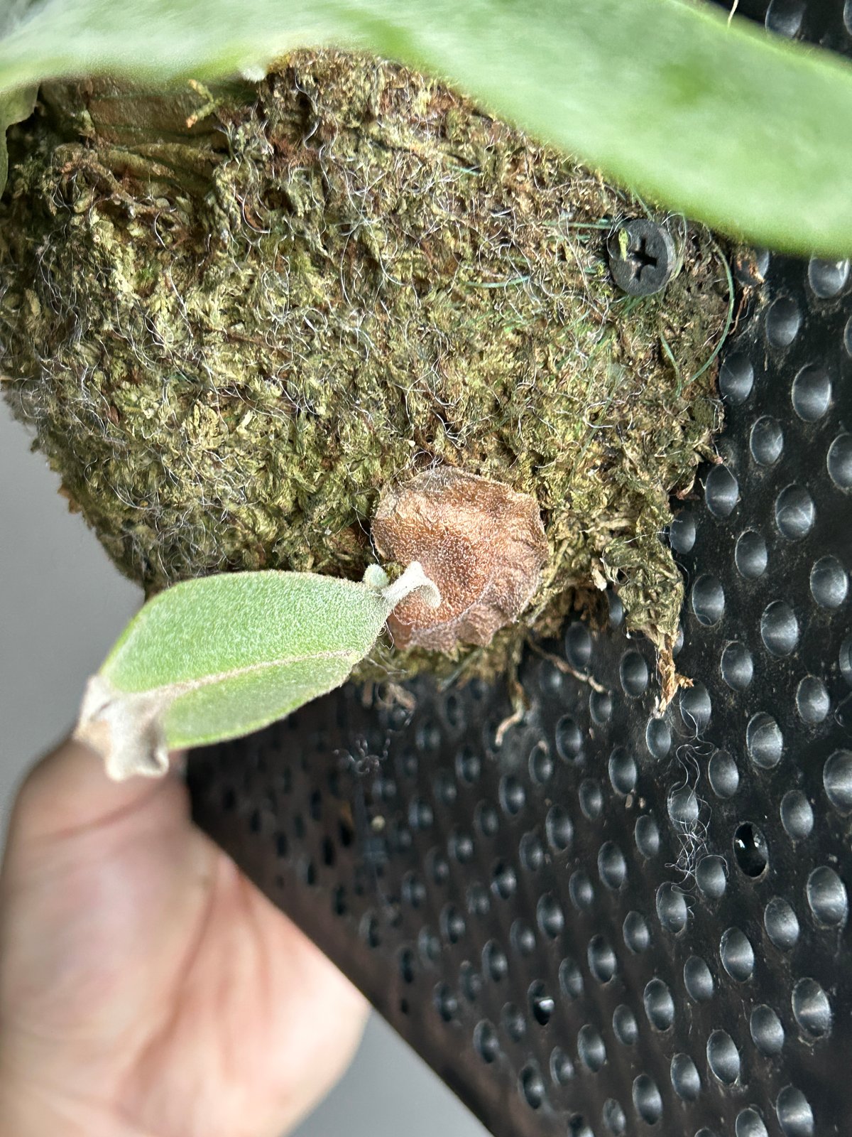 くまろくさん専用ウイリンキー　ビカクシダ ビカクシダ ウィリンキー 'Nano' TC (P.willinckii 'Nano' TC