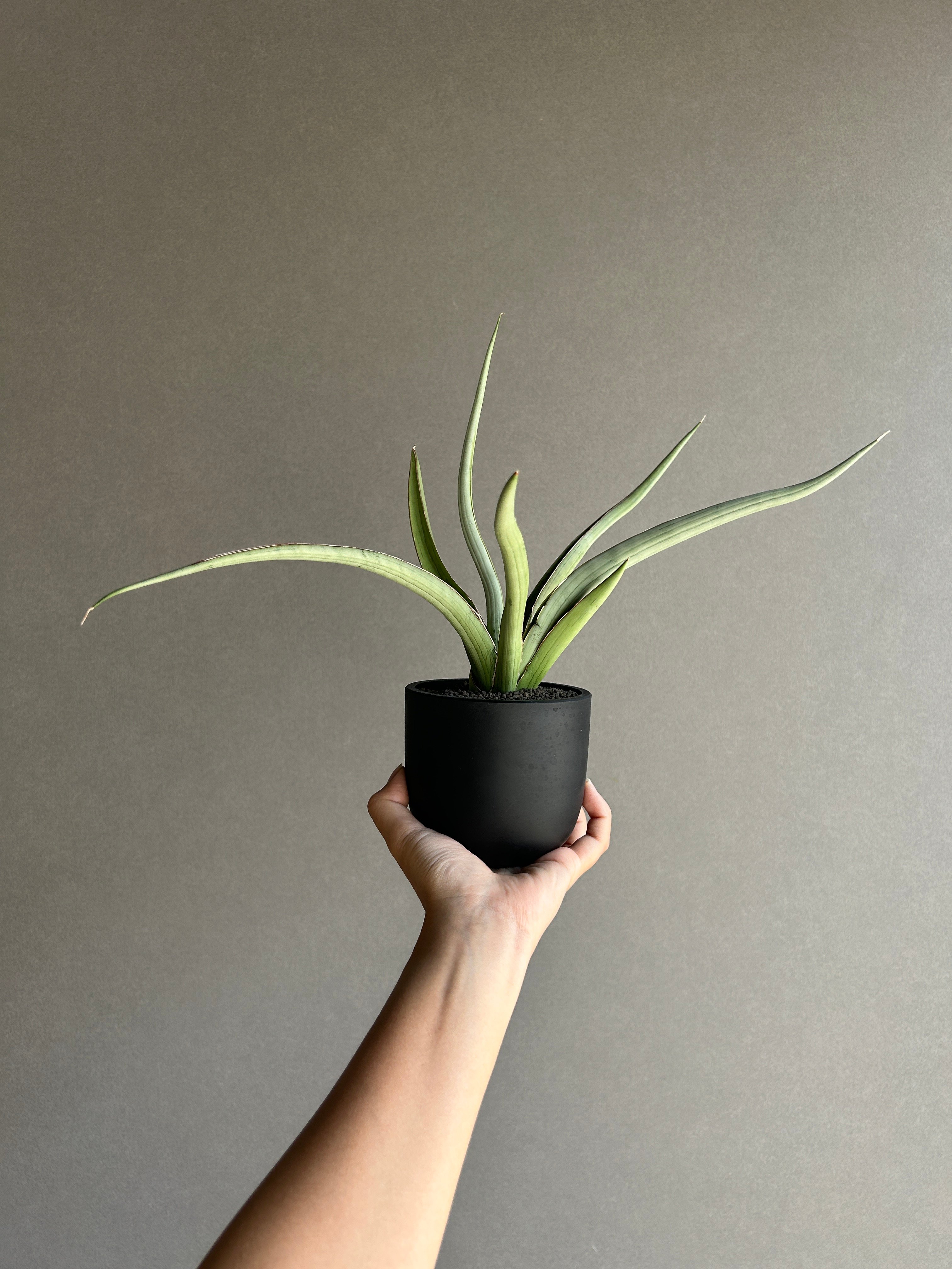 サンセベリア レディ メイ「Sansevieria Lady May」99I | SHOUCH