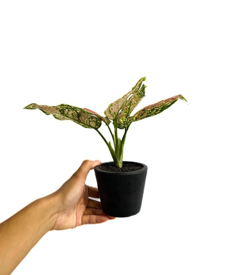 アグラオネマ　③ アグラオネマ アンヤマニー トリカラー「Aglaonema Unyamanee Tricolo