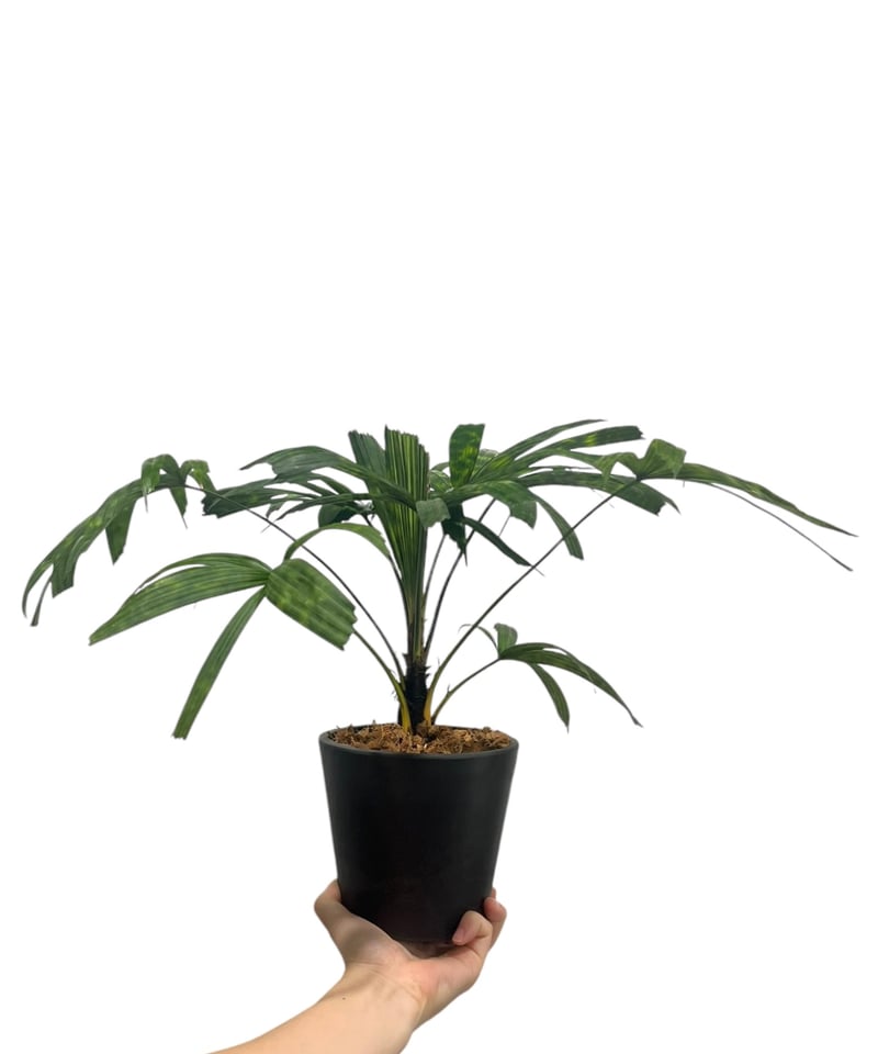 リクアラ マッタネンシス マプ 「Licuala mattanensis 'Mapu' 」47