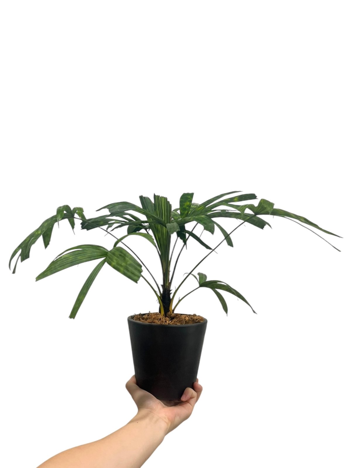 リクアラ マッタネンシス マプ 「Licuala mattanensis 'Mapu' 」47