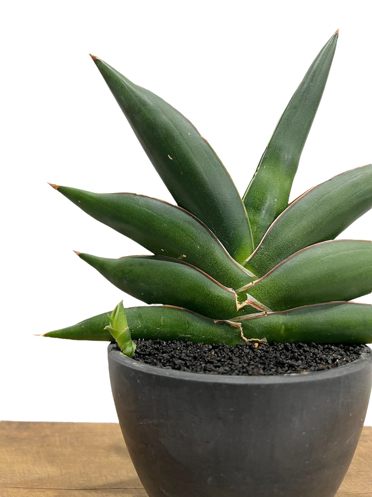 アンニテンプス サヤ様 サンセベリア サワディー (from アンヤマニー ガーデン) 「Sansevieria