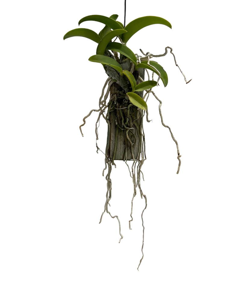 カトレア ノビリオール アマリア 「Cattleya nobilior var. amalia