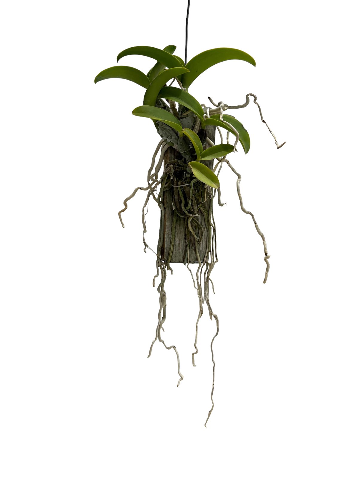 カトレア ノビリオール アマリア 「Cattleya nobilior var. amalia