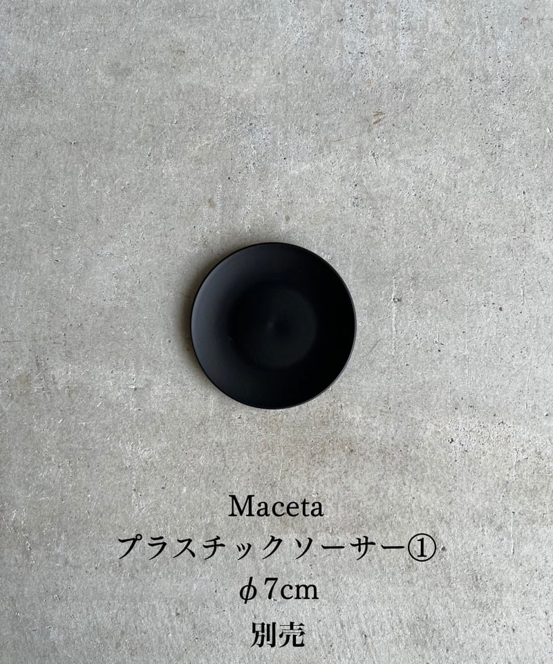 アロカシア ホーリー グレイル “ドワーフ”「Alocasia Holy Grail “ Dw