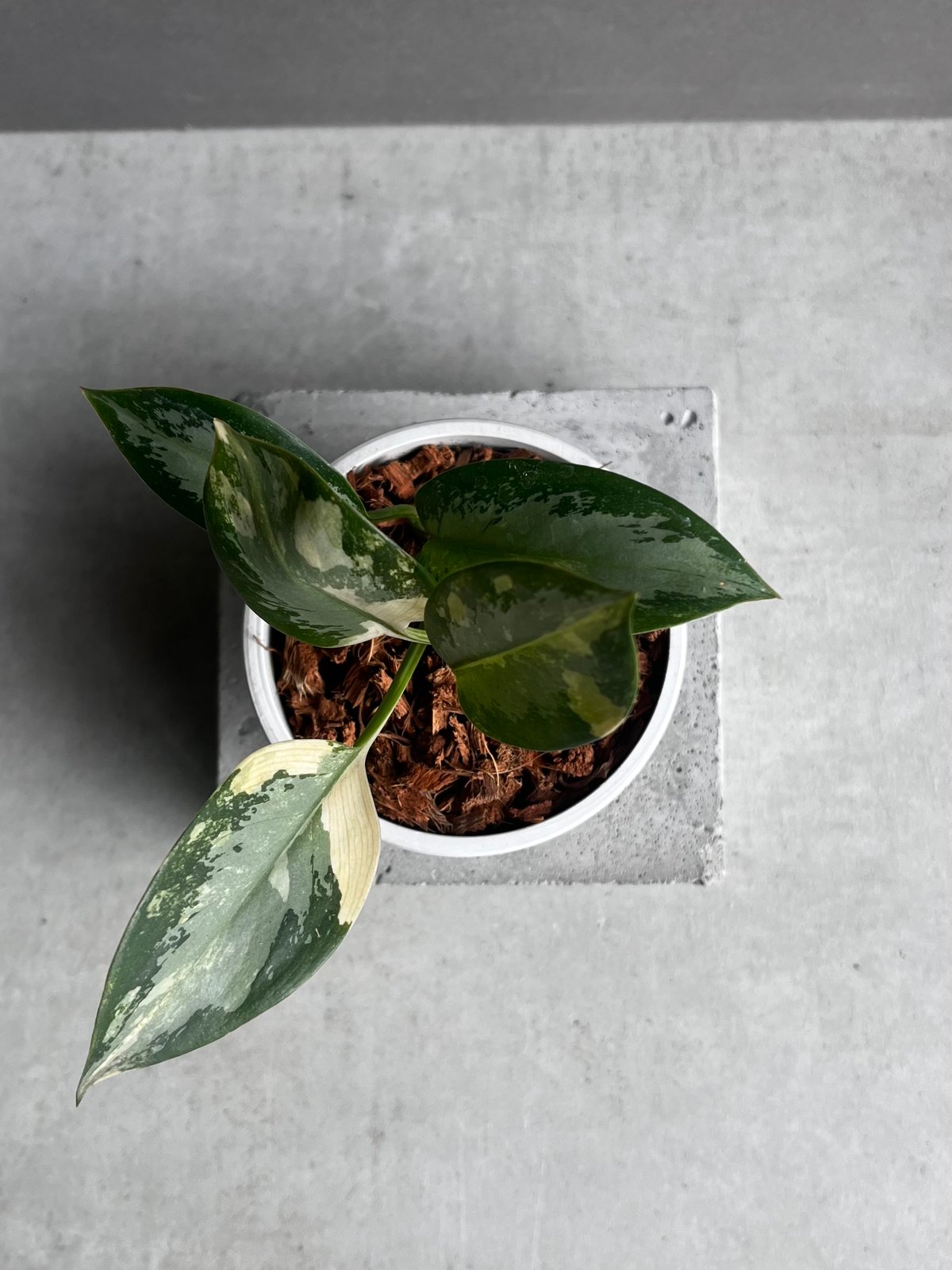 アグラオネマ スワンナプーム「Aglaonema Suvarnabhumi」53A | SHO