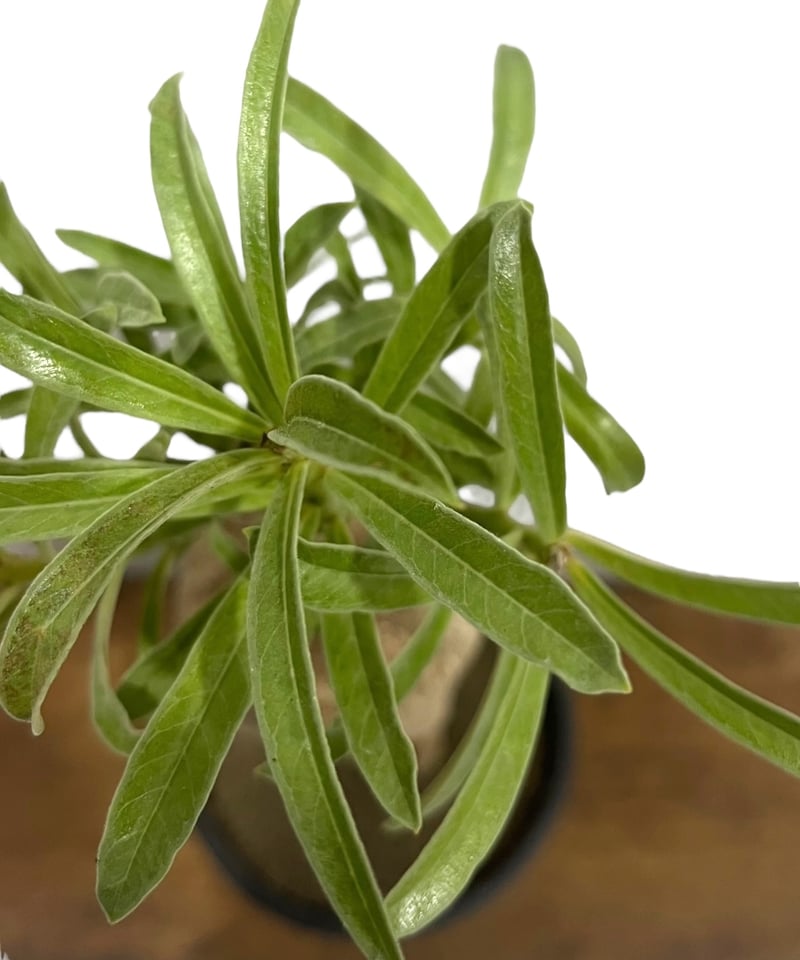 アデニウム スワジクム 「Adenium swazicum」59R | SHOUCHIKUEN