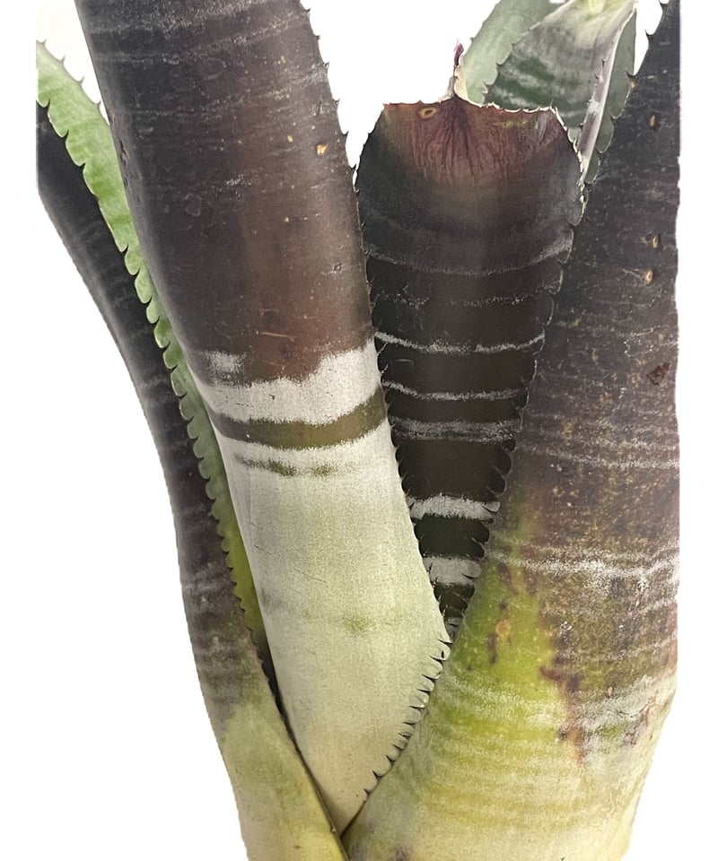 エクメア チャンティニー ブラックゾンビ「Aechmea chantinii 'Black Z