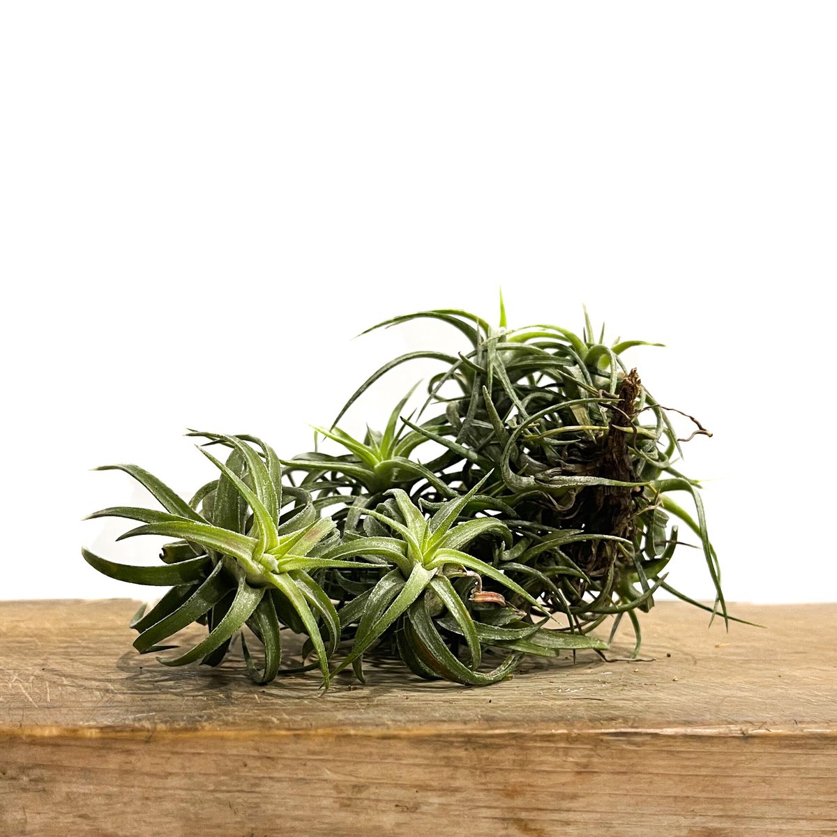 ティランジア イオナンタ バンハイニンギー「Tillandsia ティランジア イオナンタ バンハイニンギー「Tillandsia