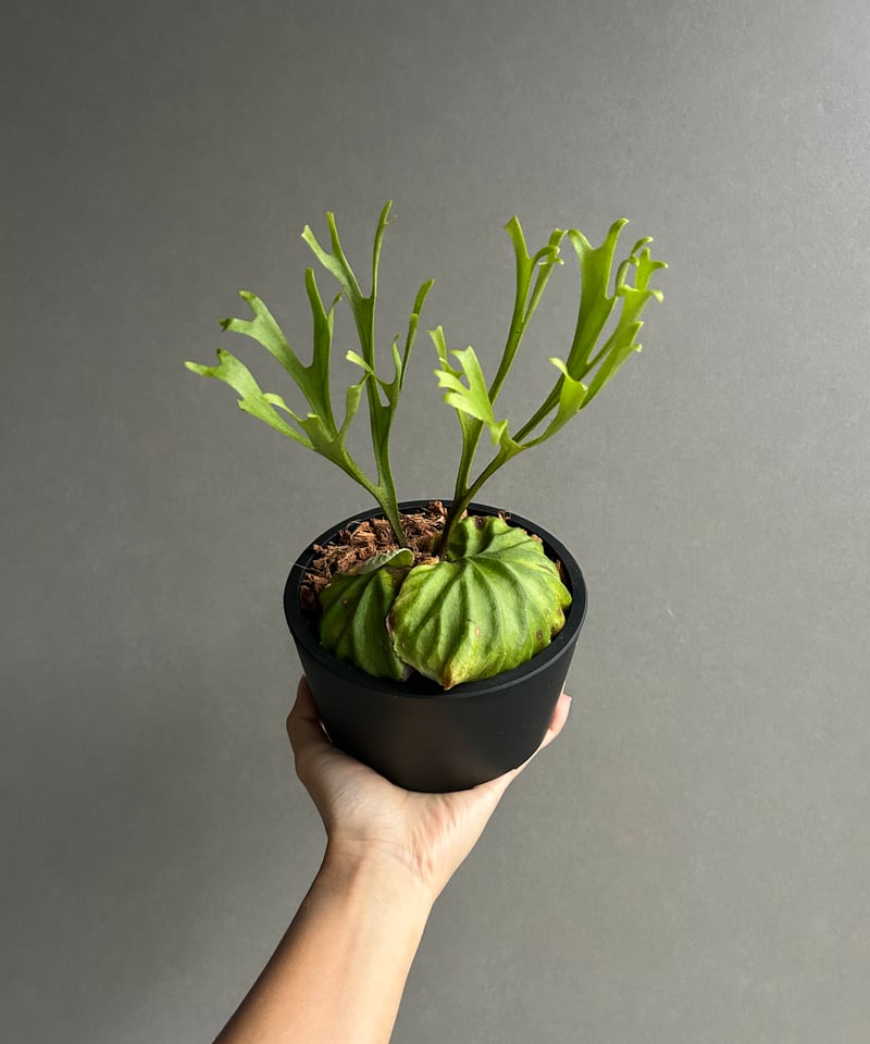 ビカクシダ リドレイ “パカラン”「Platycerium ridleyi “Pakarang