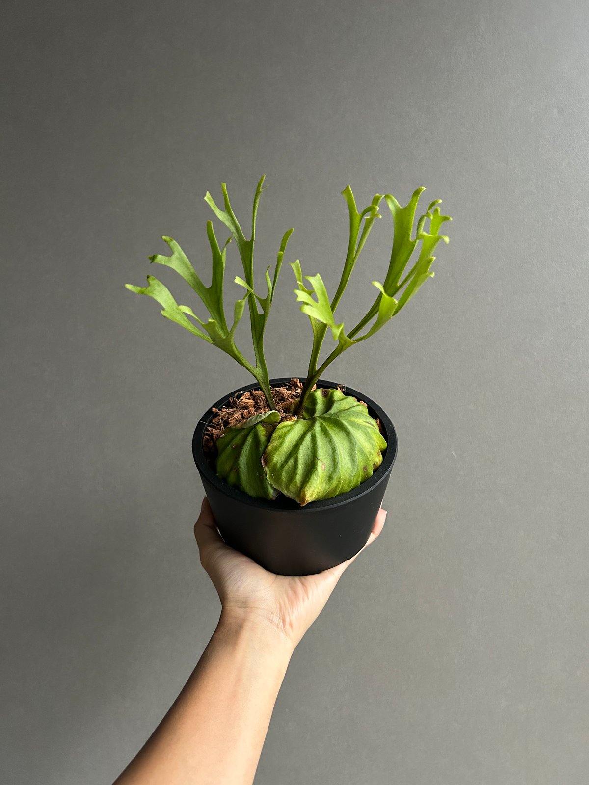 ビカクシダ リドレイ “パカラン”「Platycerium ridleyi “Pakarang