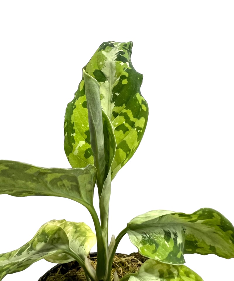 アグラオネマ ピクタム トリカラー「Aglaonema pictum tricolor」79J