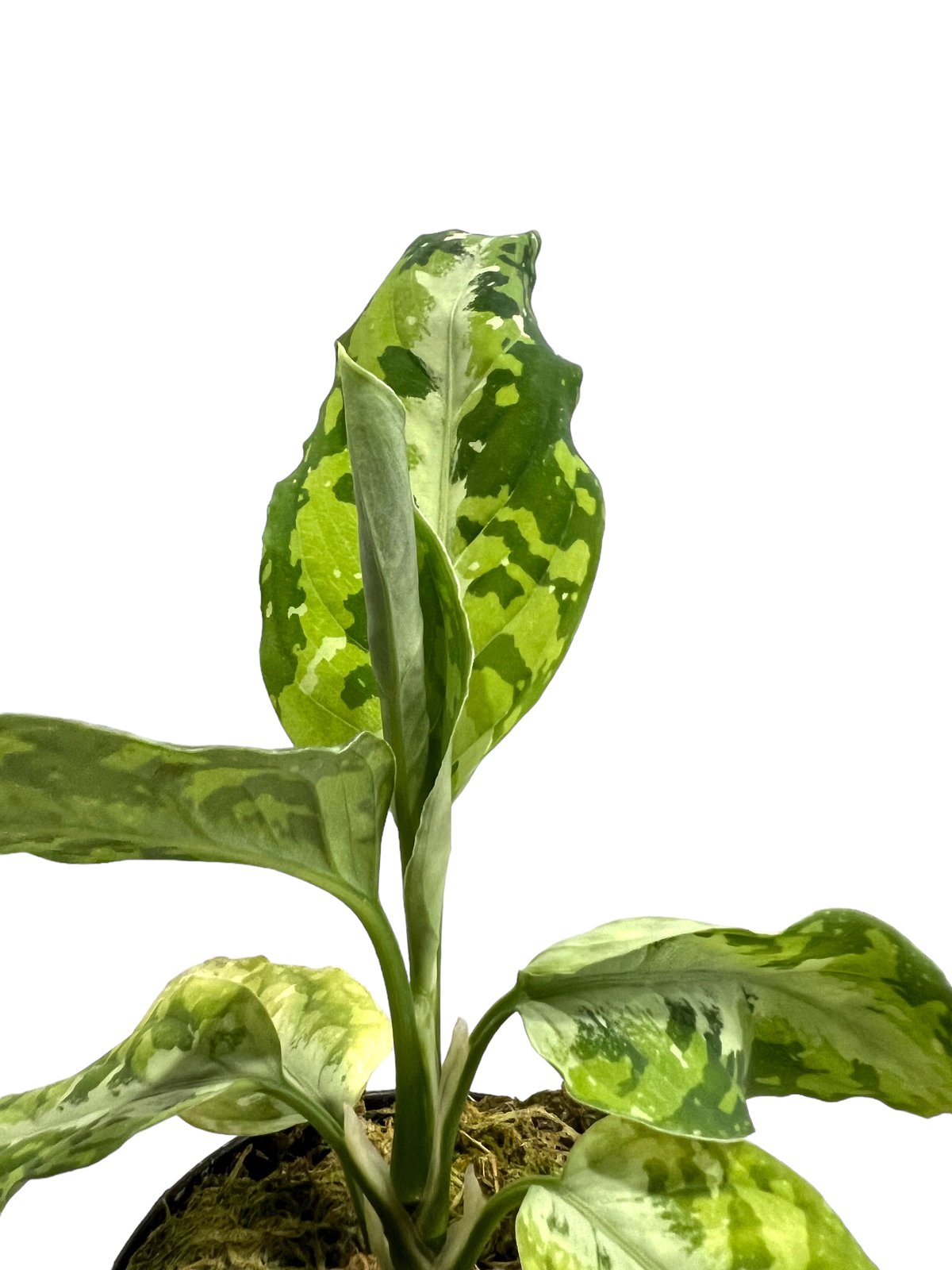 アグラオネマ ピクタム トリカラー「Aglaonema pictum tricolor」79J