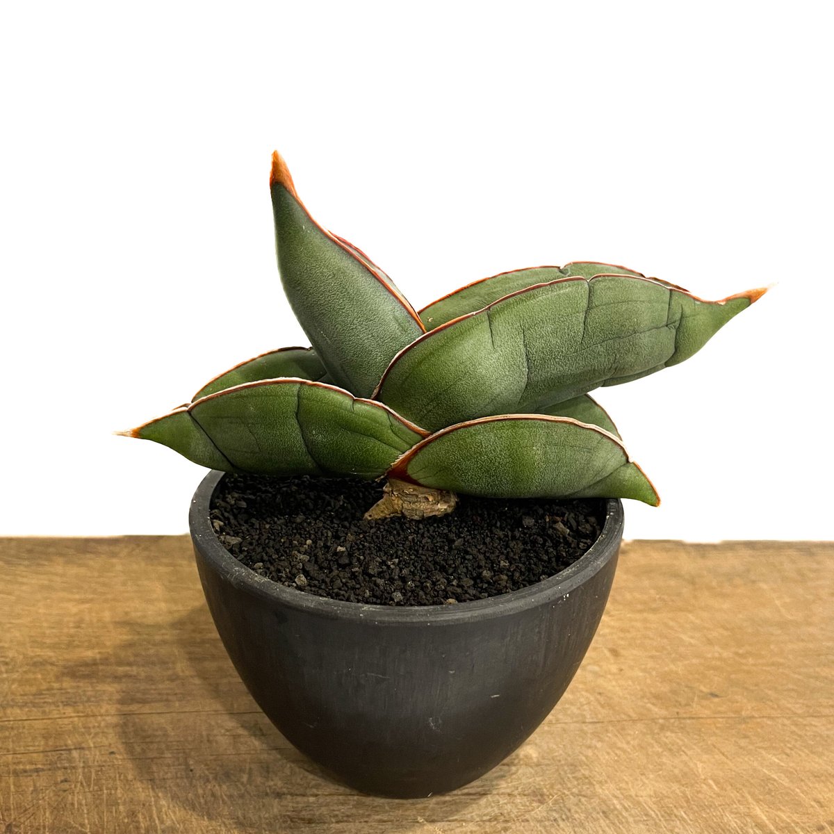 サンスベリア エーレンベルギー バナナ S.Banana サンセベリア