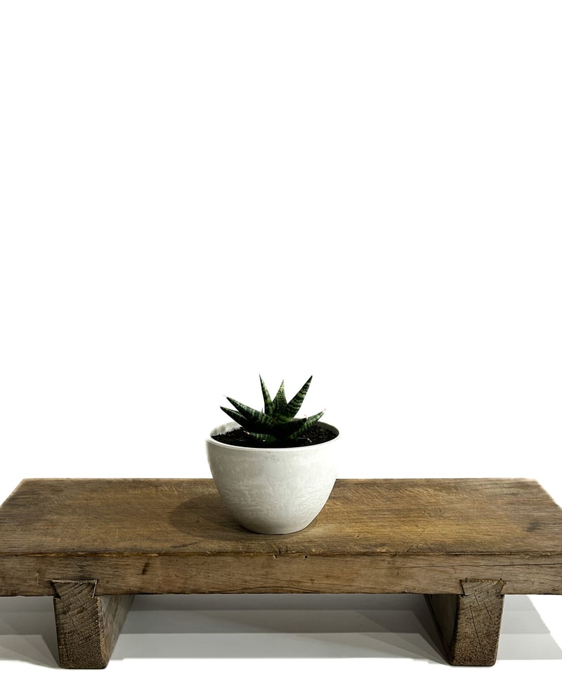 サンセベリア ブラック ダイヤモンド「Sansevieria Black Diamond」3/