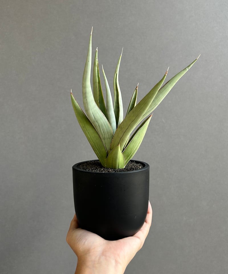 い*め様 サンスベリア ブルーダ 大株 サンセベリア sansevieria Sansevieria Blue Clone White Variegated サンセベリア ブルー