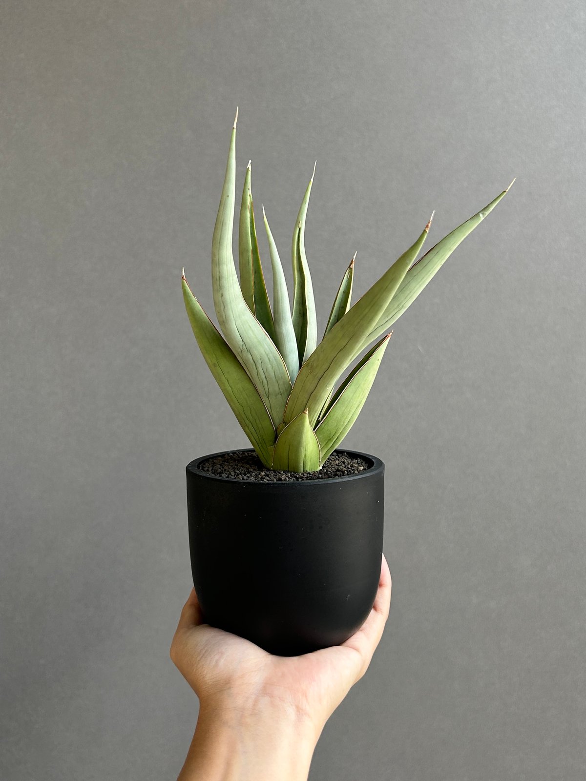 サンセベリア バイ-ビッド 「Sansevieria Bi-Bid (by Unyamanee