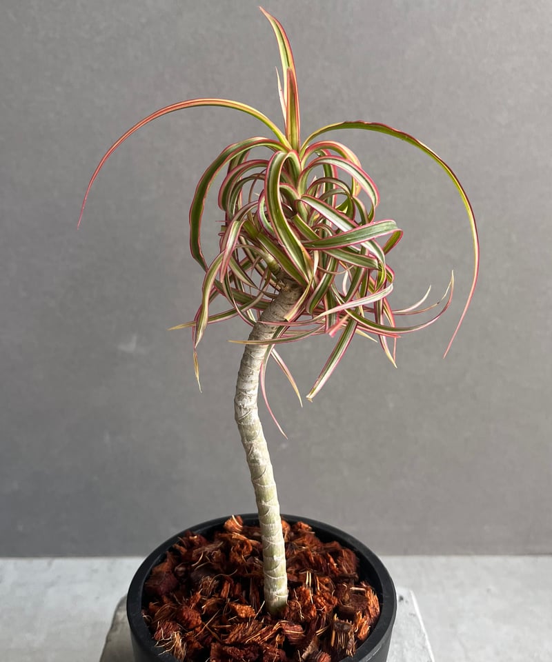 【現品】コンシンナ・キュンティ　（ドラセナ・コンシンネ・キュンティ）5号　A7番 現品】コンシンナ・キュンティ （ドラセナ・コンシンネ