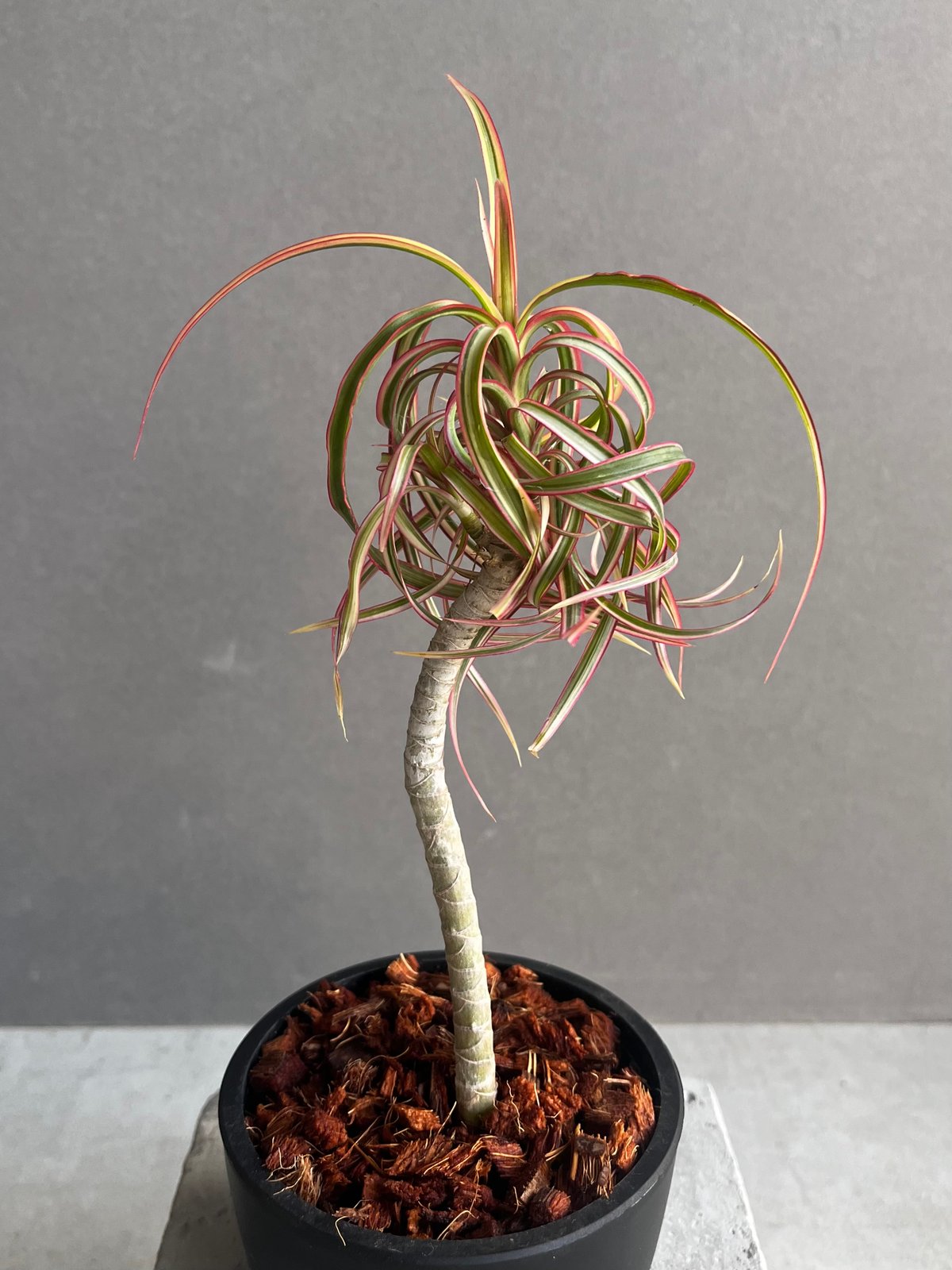 【現品】コンシンナ・キュンティ　（ドラセナ・コンシンネ・キュンティ）5号　えB番 ドラセナ キュンティ 「Dracaena concinne Kuhnty 」35A | SHO