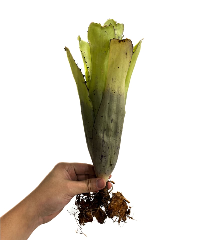 (期間限定)Billbergia sanderiana Billbergia 'Tyrant' [Bill.('Alaka'i' x 'Hallelujah') x Bill