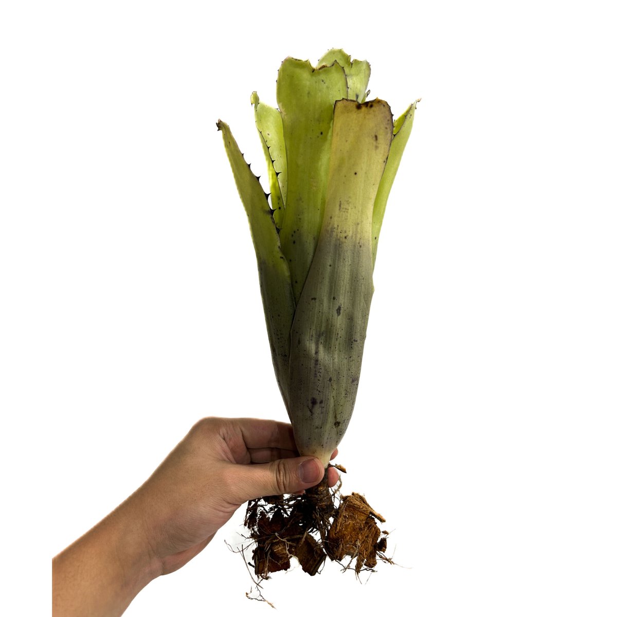 ビルベルギア サンデリアーナ (ブラック トーン)「 Billbergia