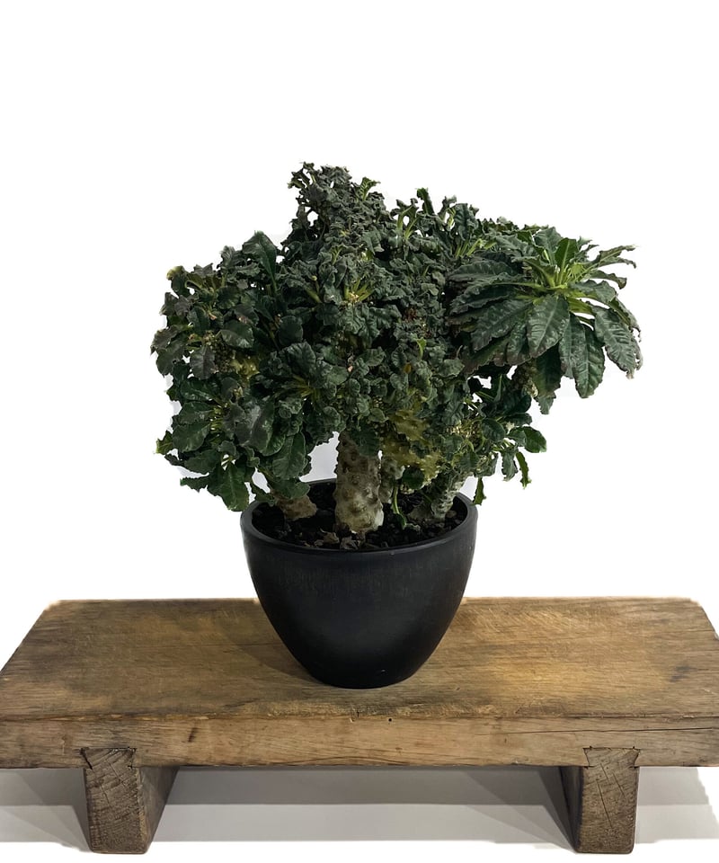 ドルステニア ラブラニー x フォエチダ 綴化「Dorstenia lavrani