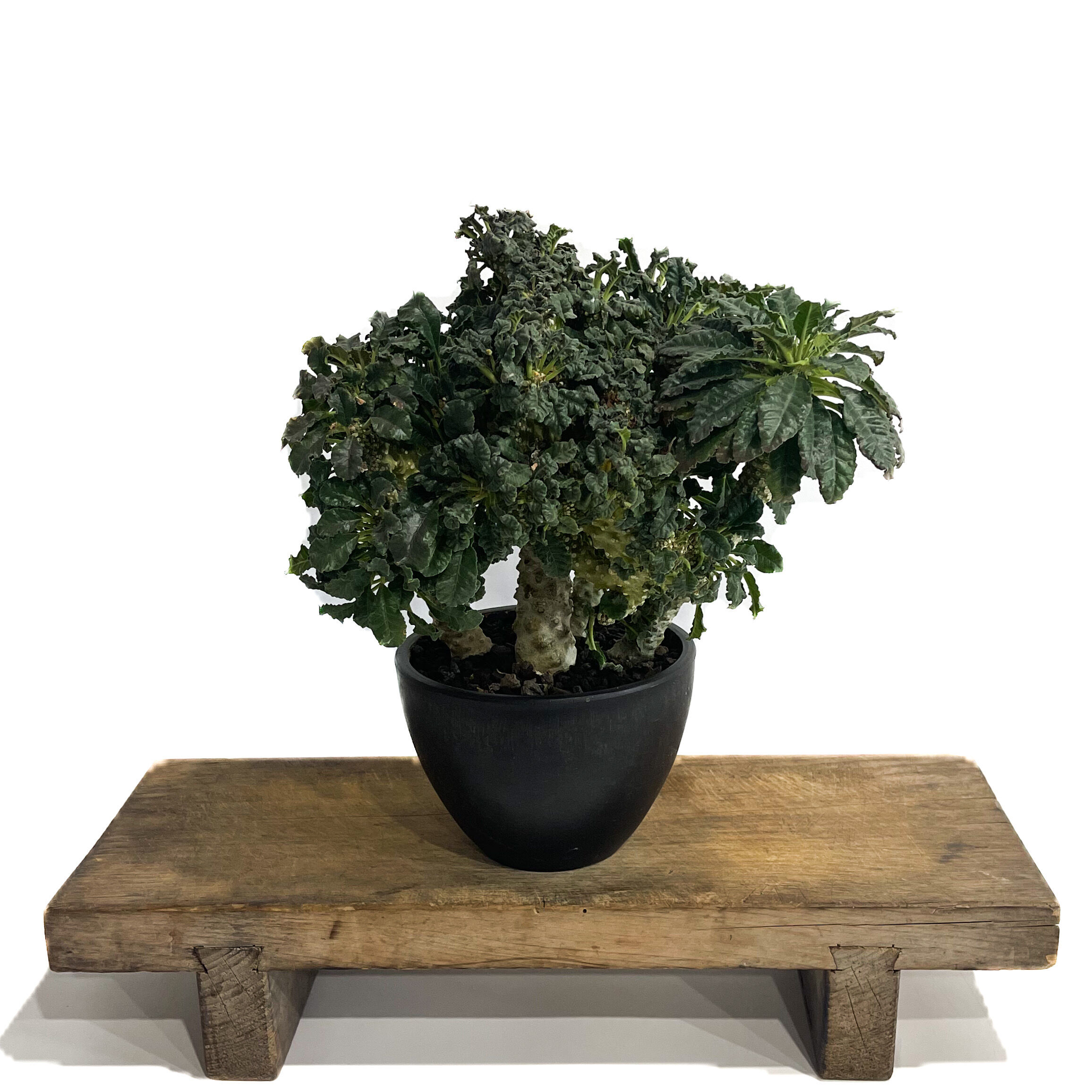 ドルステニア ラブラニー x フォエチダ 綴化「Dorstenia lavrani x foe
