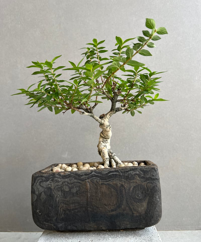 うち” 盆栽 + plantsmonsters pot 「“Special Edition”