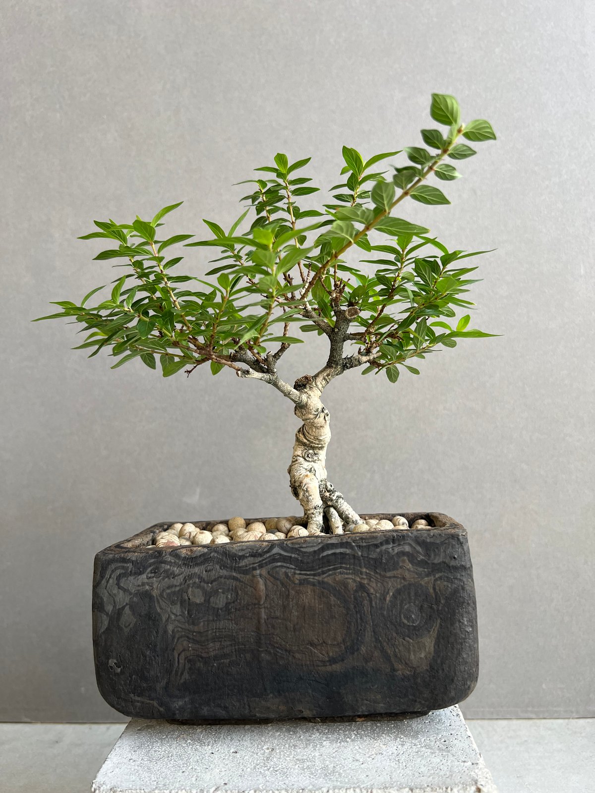 うち” 盆栽 + plantsmonsters pot 「“Special Edition”