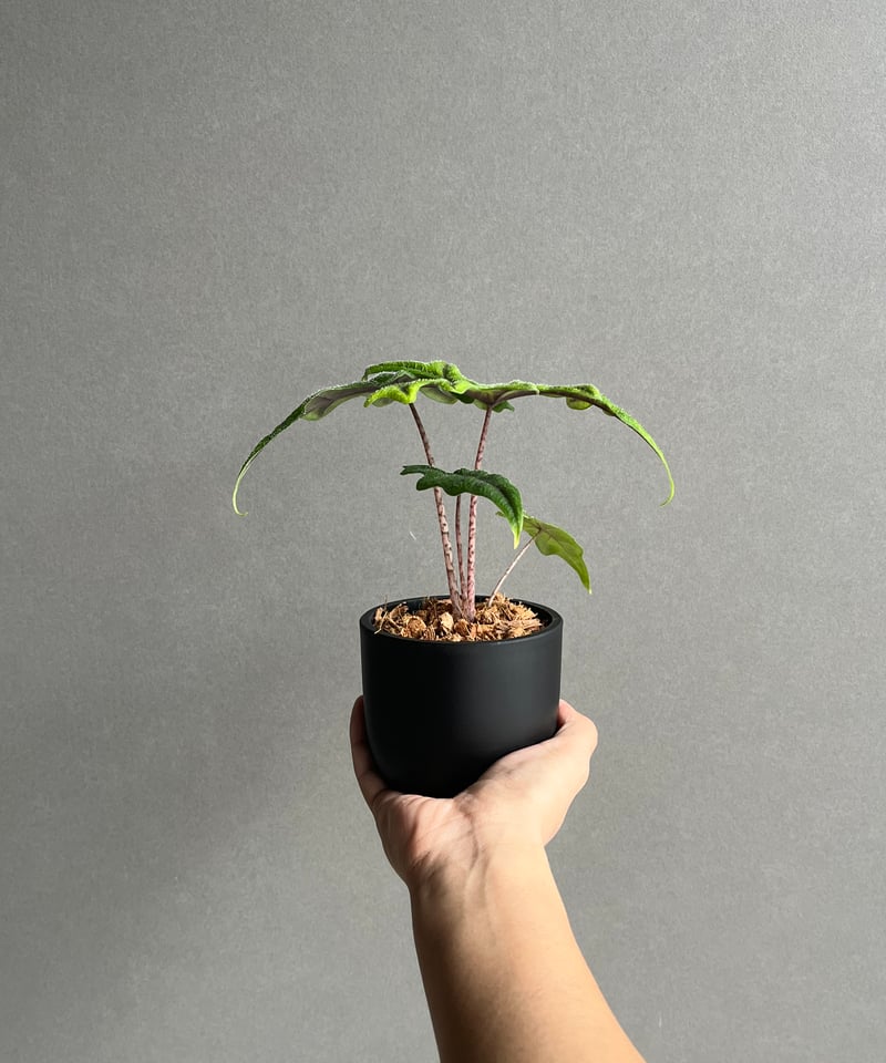 アロカシア ジャックリン 「Alocasia Jacklyn」95N | SHOUCHIKUEN