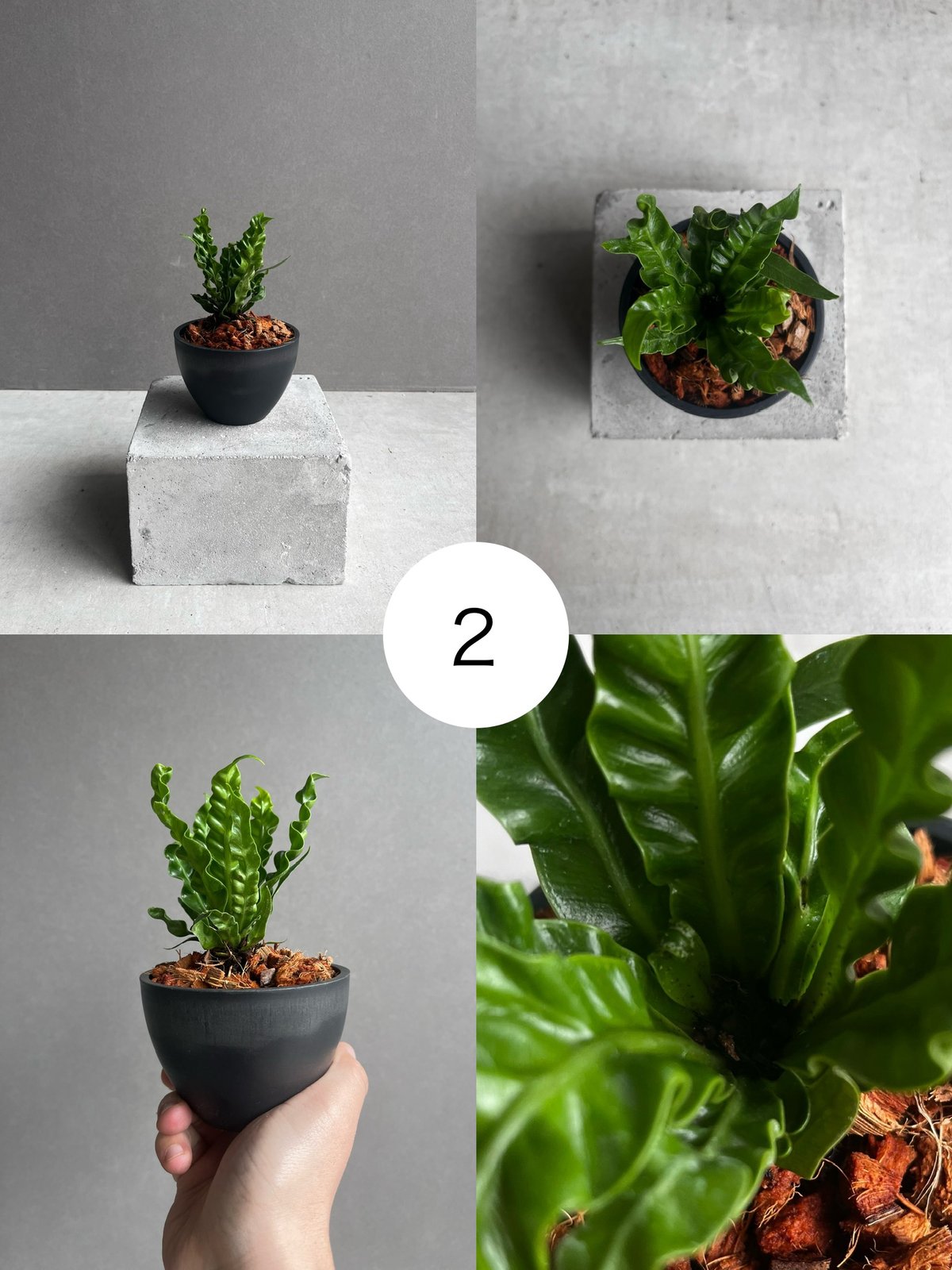 915！スーパードワーフ アスプレニウム ハイブリッド スーパー ドワーフ 「Asplenium