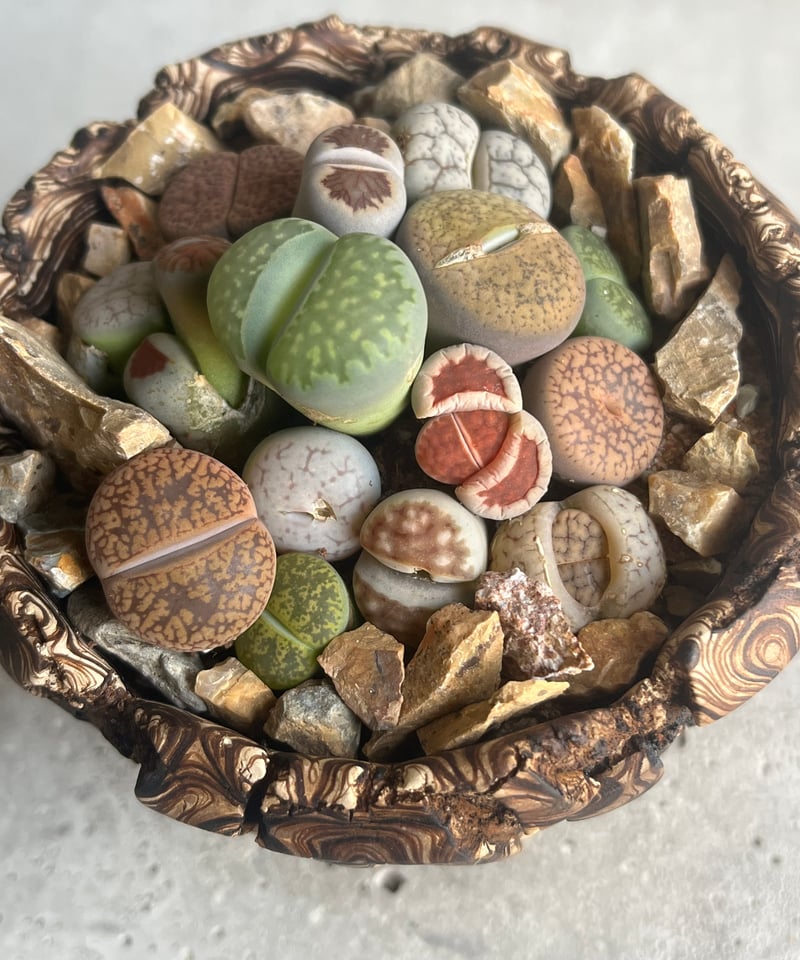 リトープス + plantsmonsters pot”Habitat Style” 「Lith