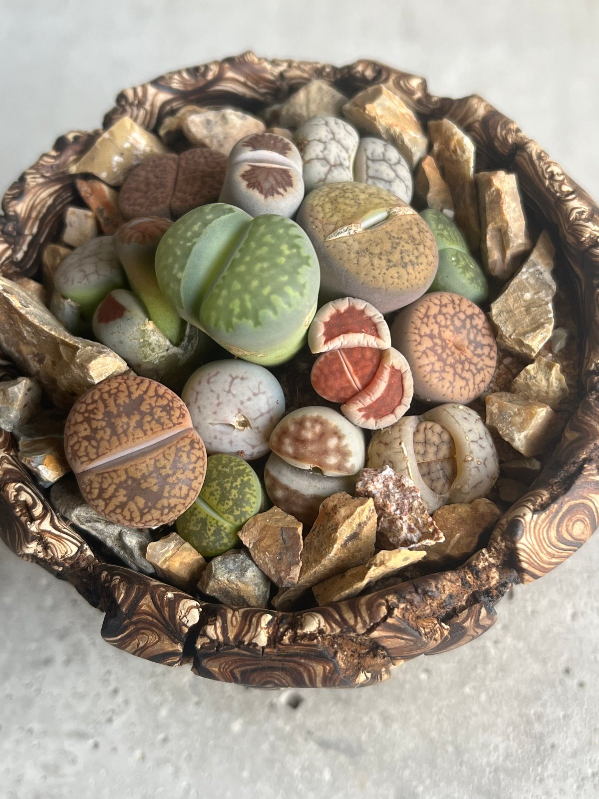 リトープス + plantsmonsters pot”Habitat Style” 「Lith