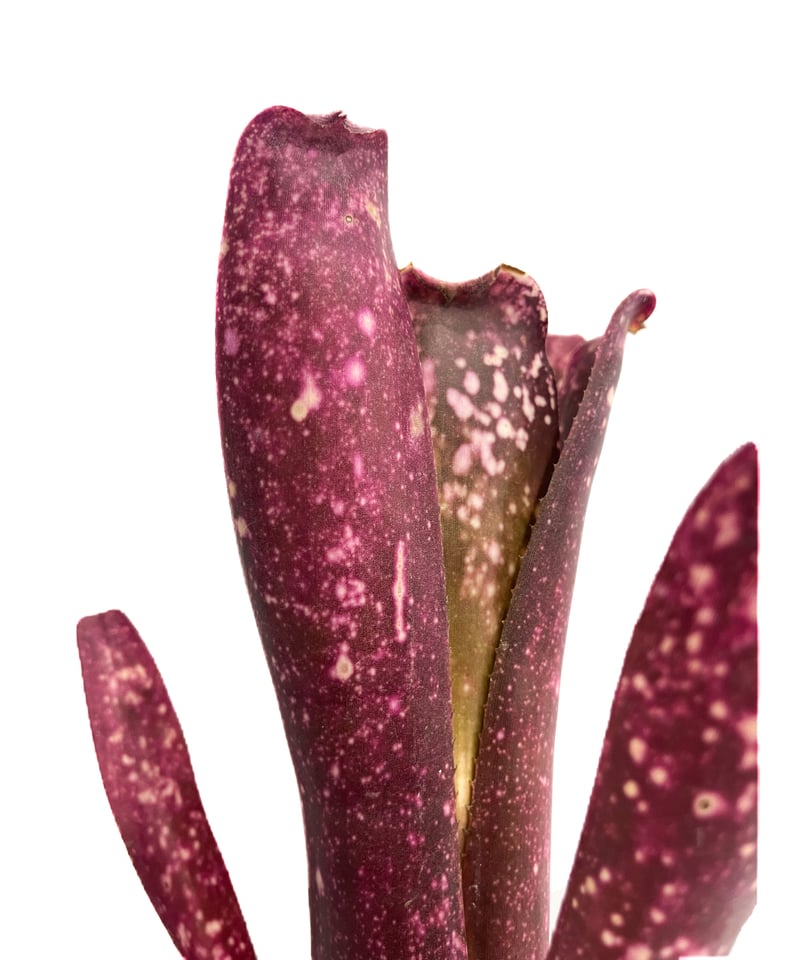 ビルベルギア アフター グロウ「 Billbergia After Glow 」3/22-16