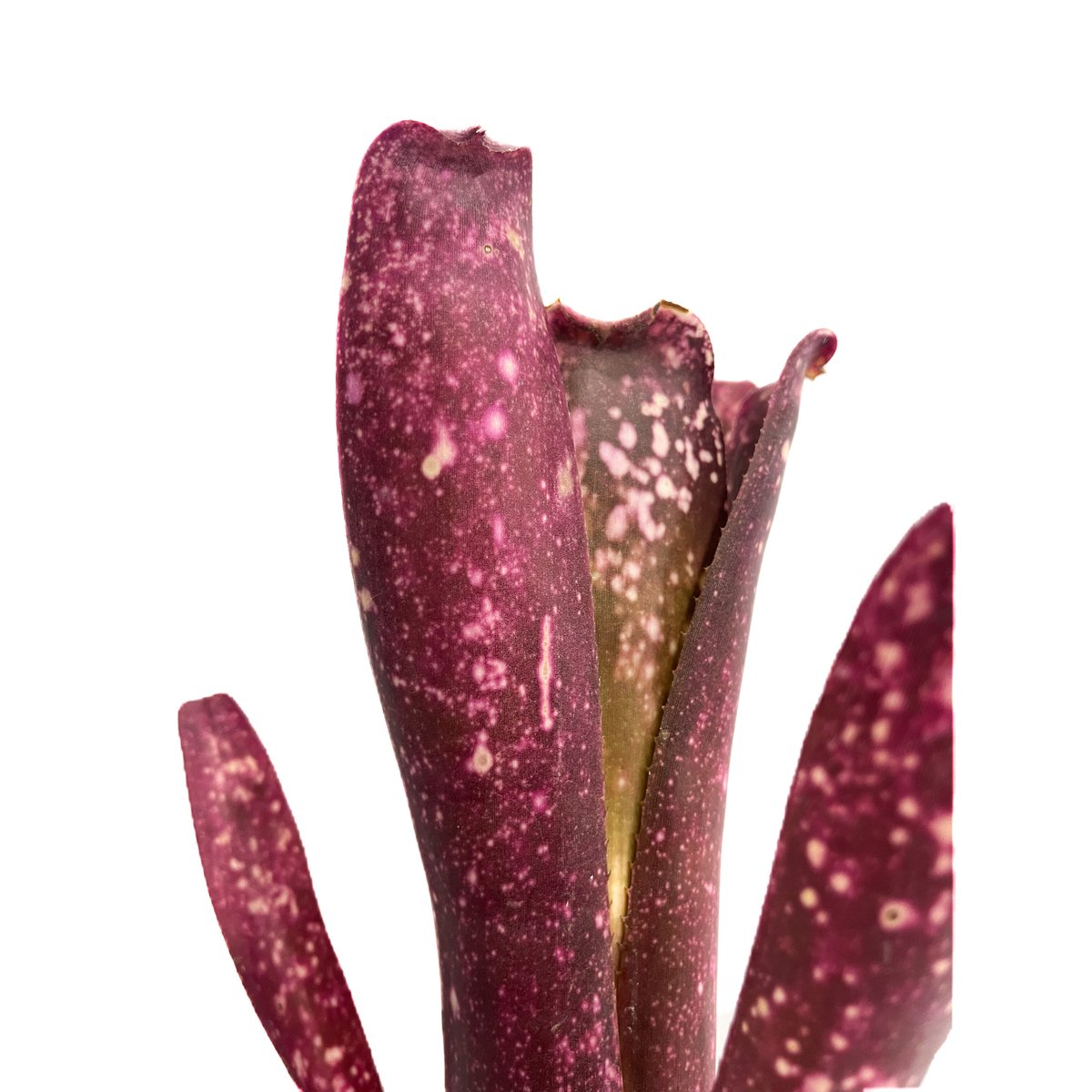 太めの株です！タンクブロメリア　ビルベルギア『After glow』 fit=scale-down,w=1200