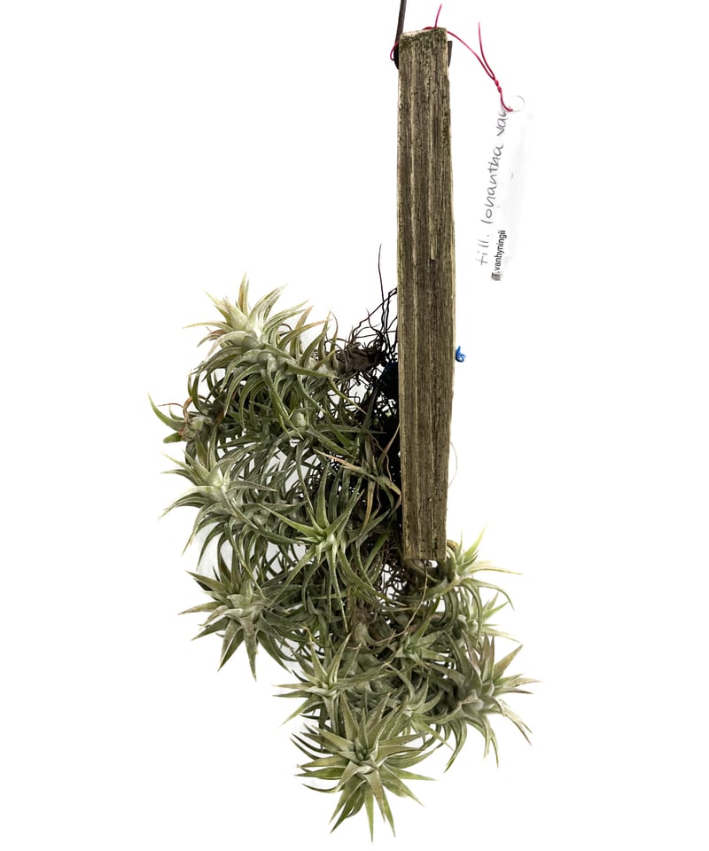ionantha vanhyningii バンハイニンギー　クランプ ティランジア イオナンタ バンハイニンギー(クランプタイプ