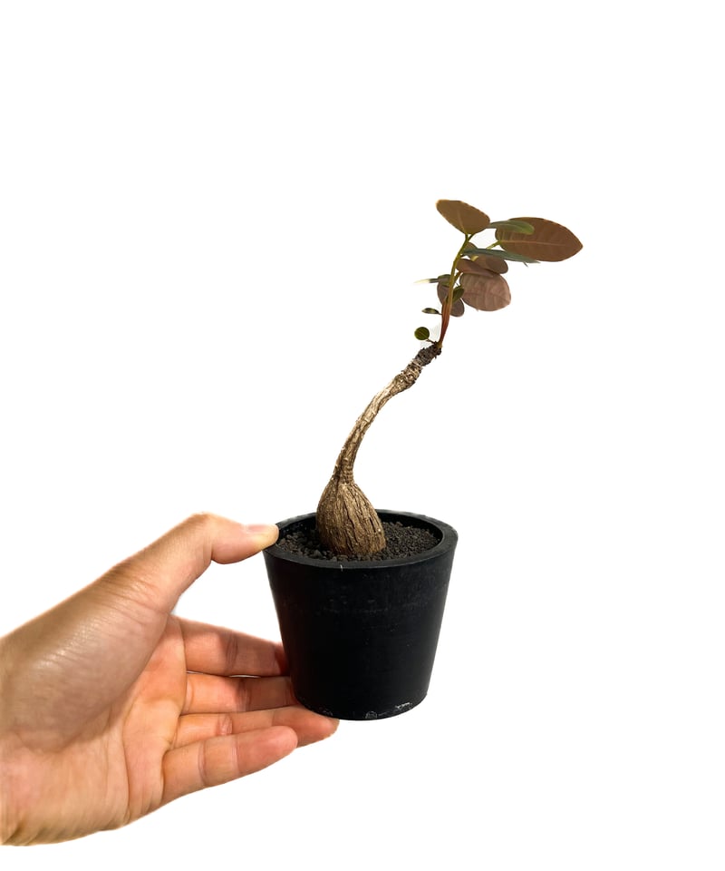 フィランサス ミラビリス「Phyllanthus mirabilis」6/20-802 | S