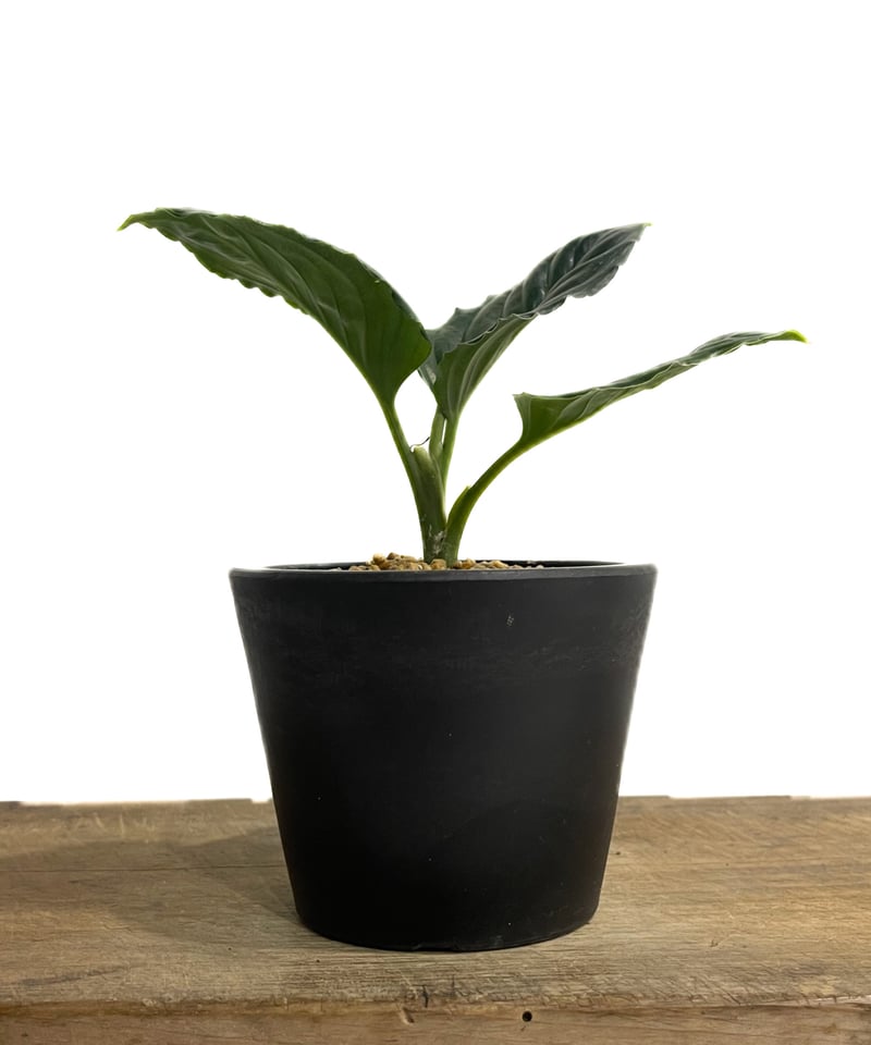 アグラオネマ メタリカ「Aglaonema Metallica」48F-1 | SHOUCHI